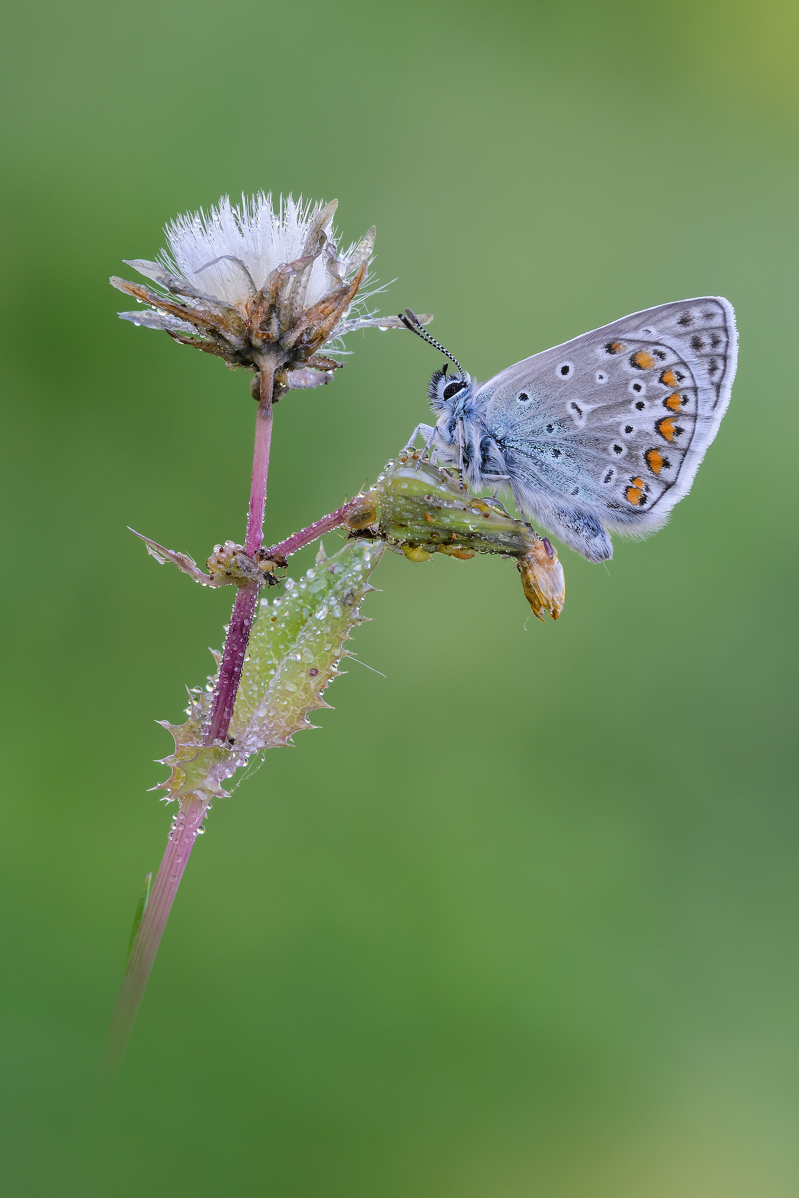 Polyommatus icarus