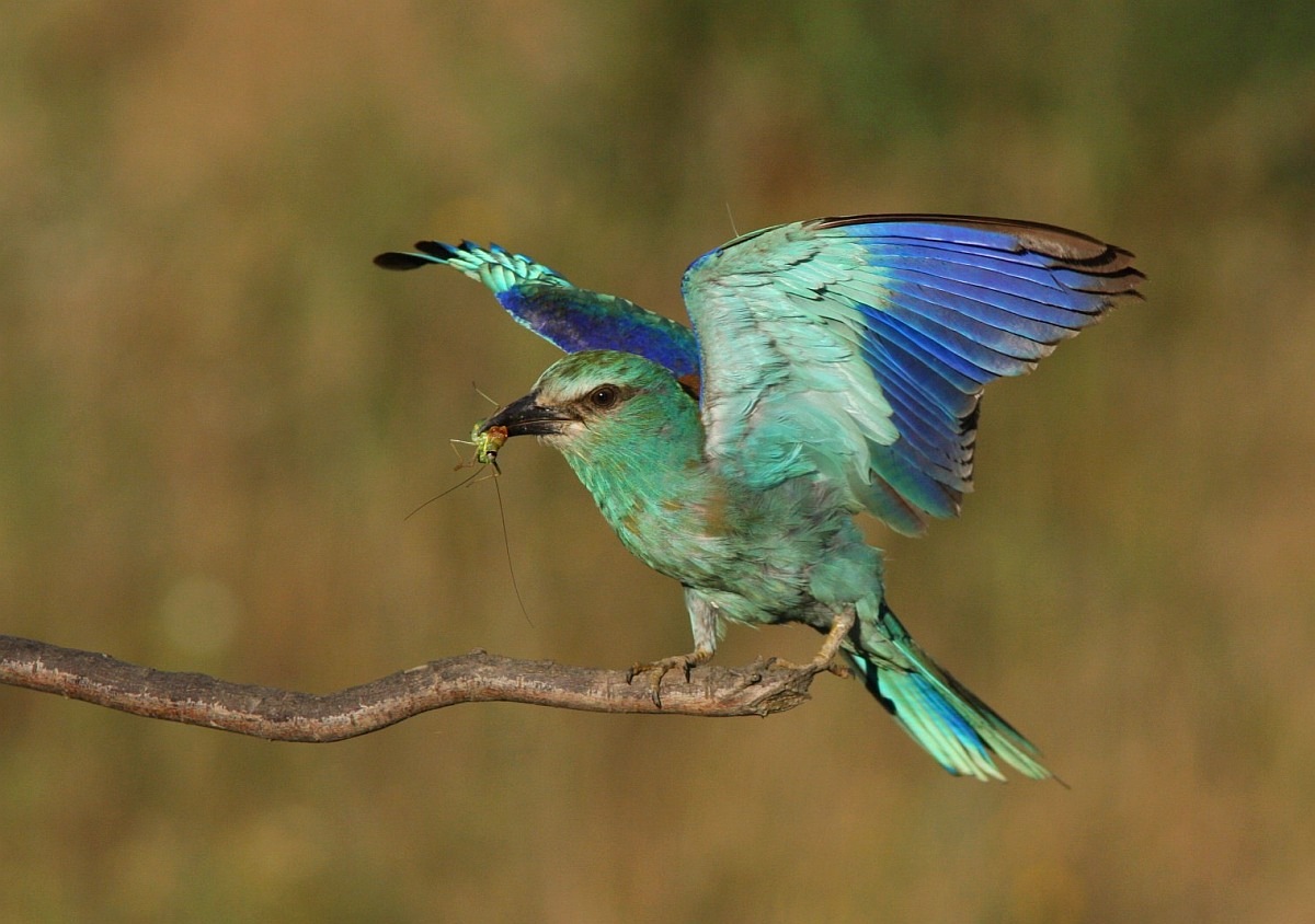 Danza con cavalletta