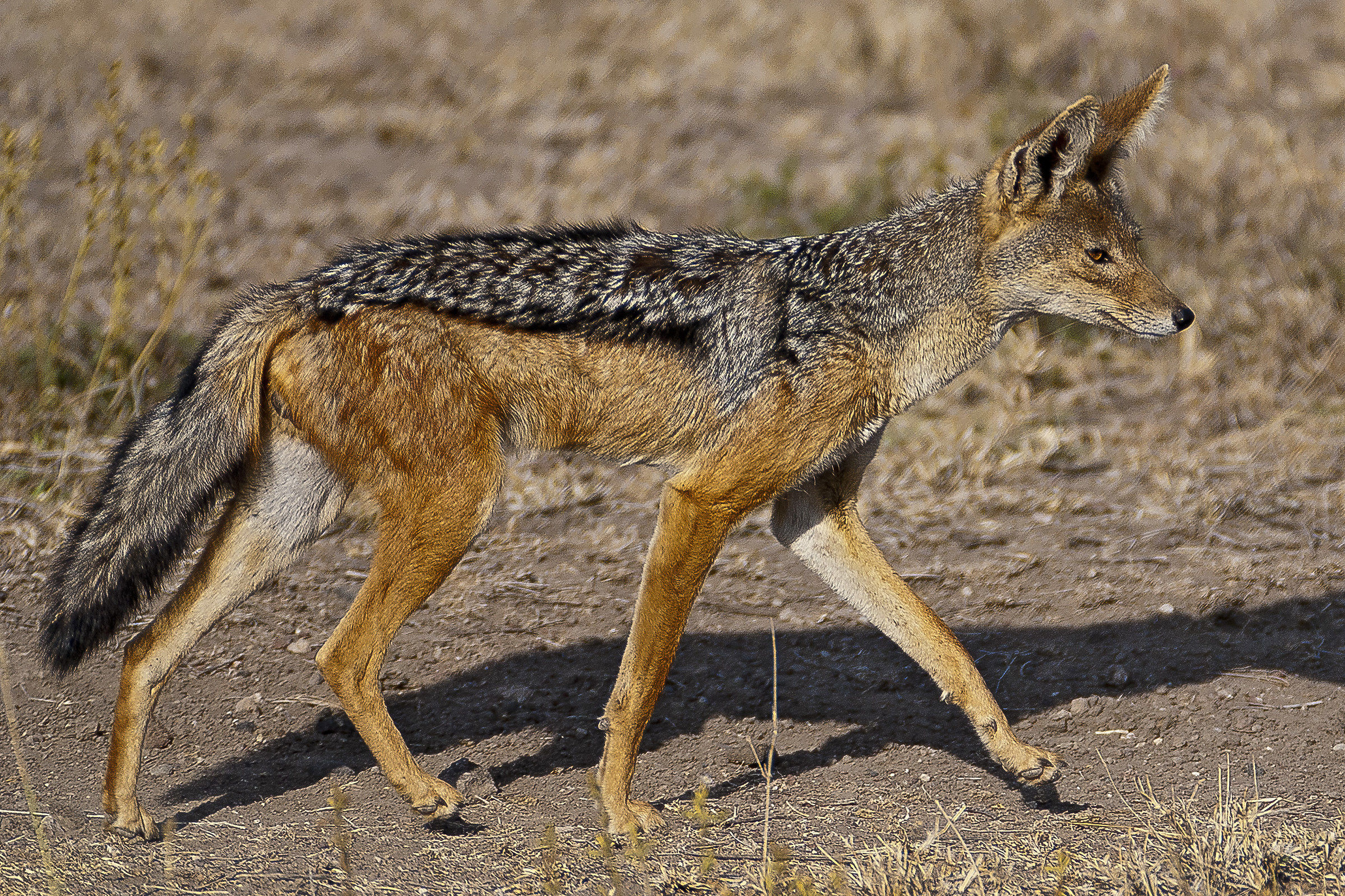 Jackal by caparisoned