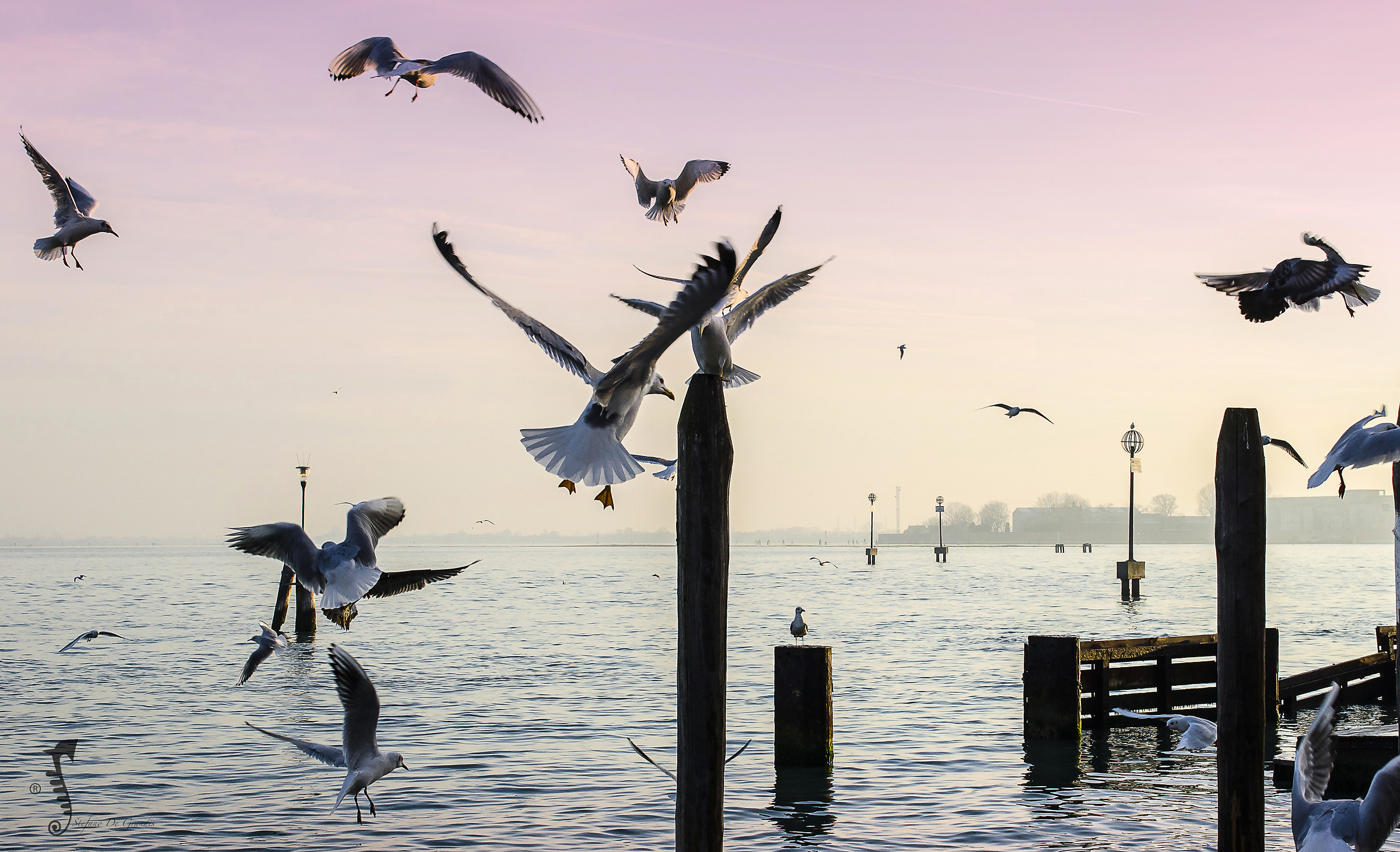 Voli Liberi in Laguna