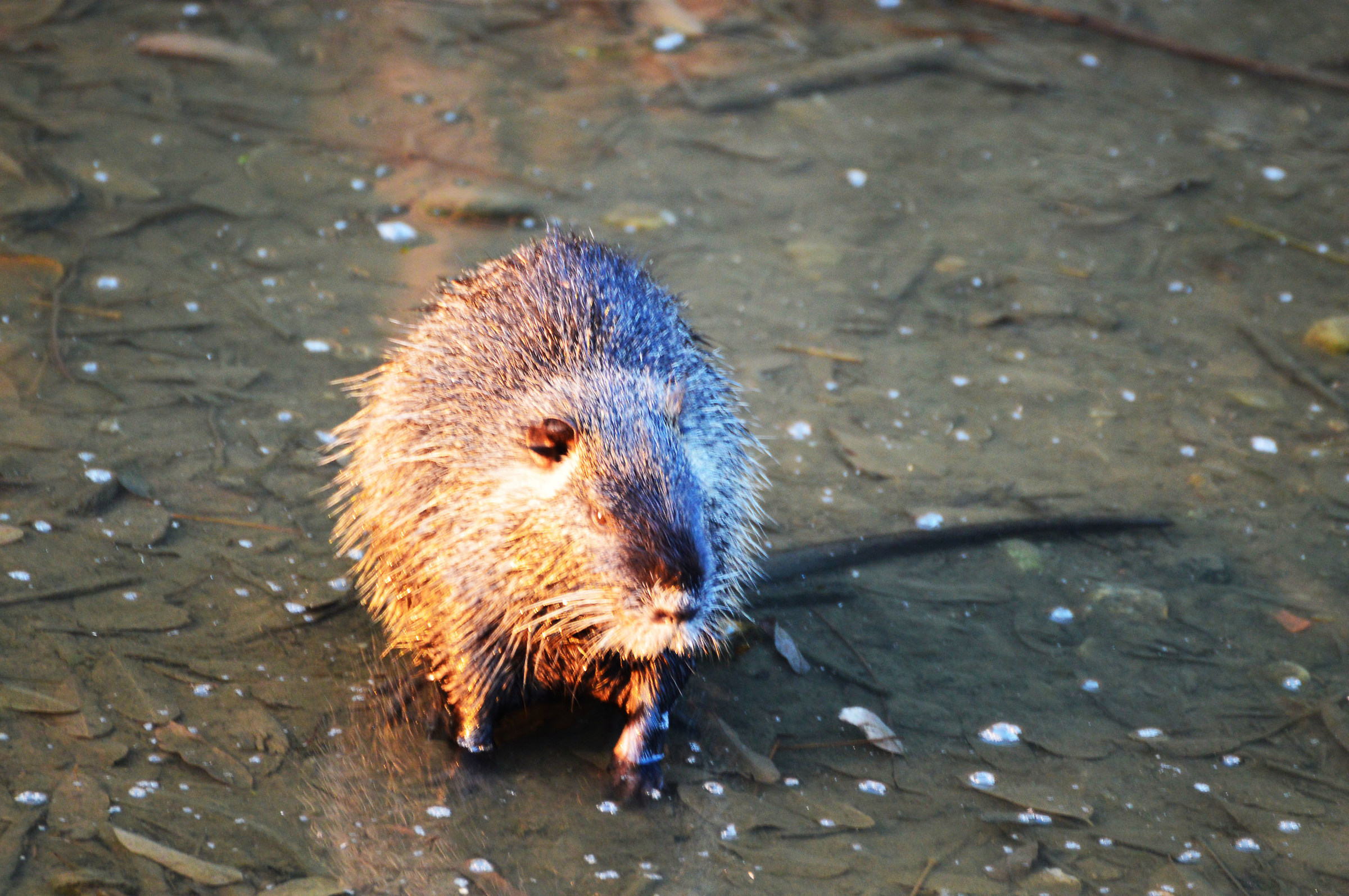 nutria