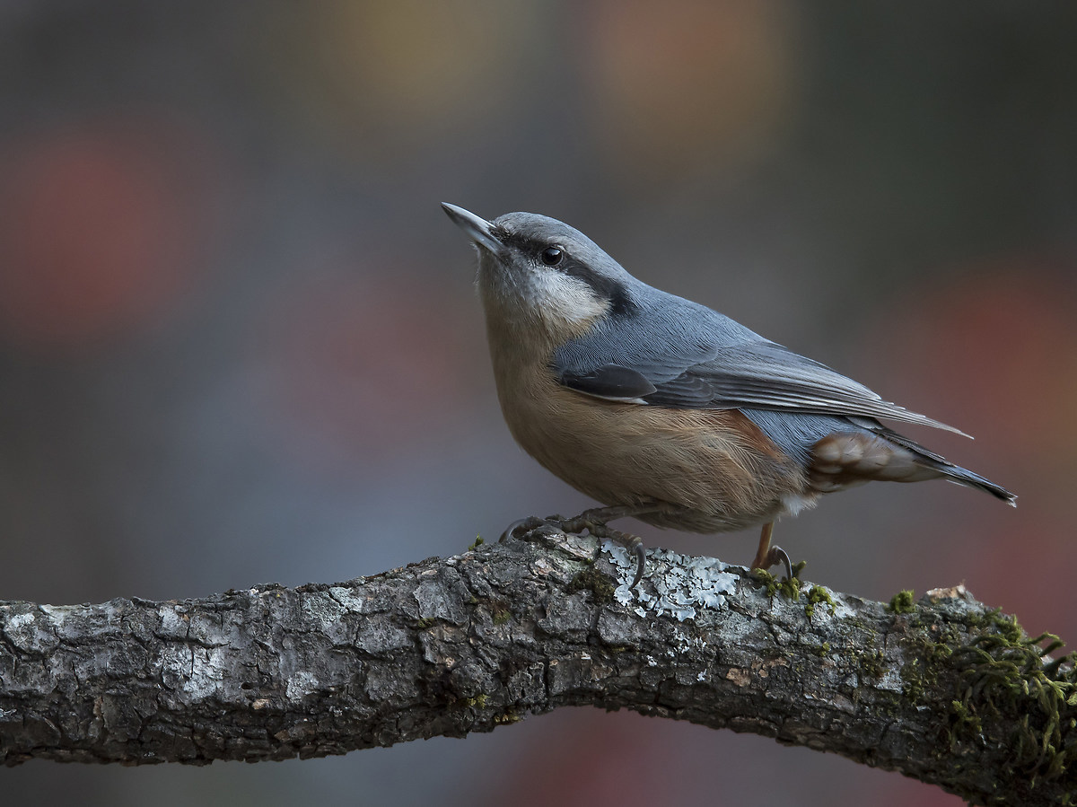 Nuthatch