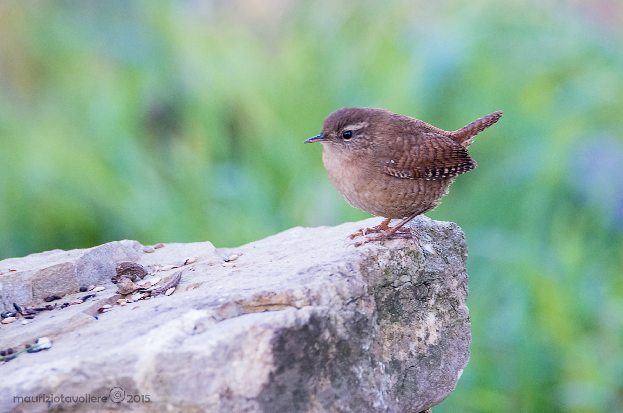 Tip-Wren ..