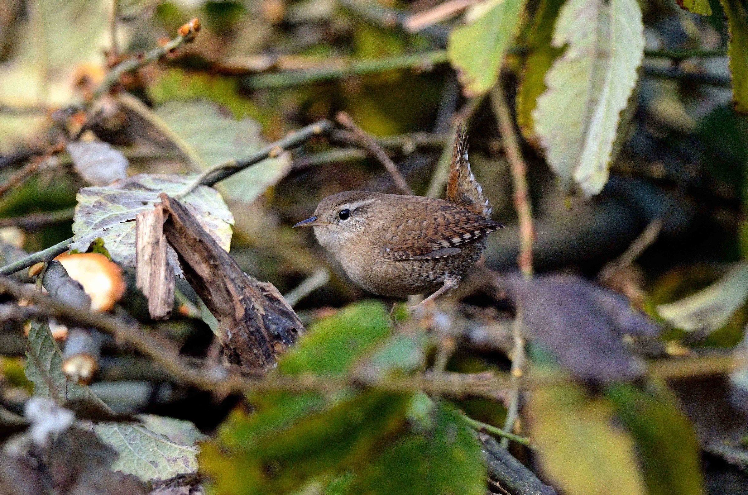 wren