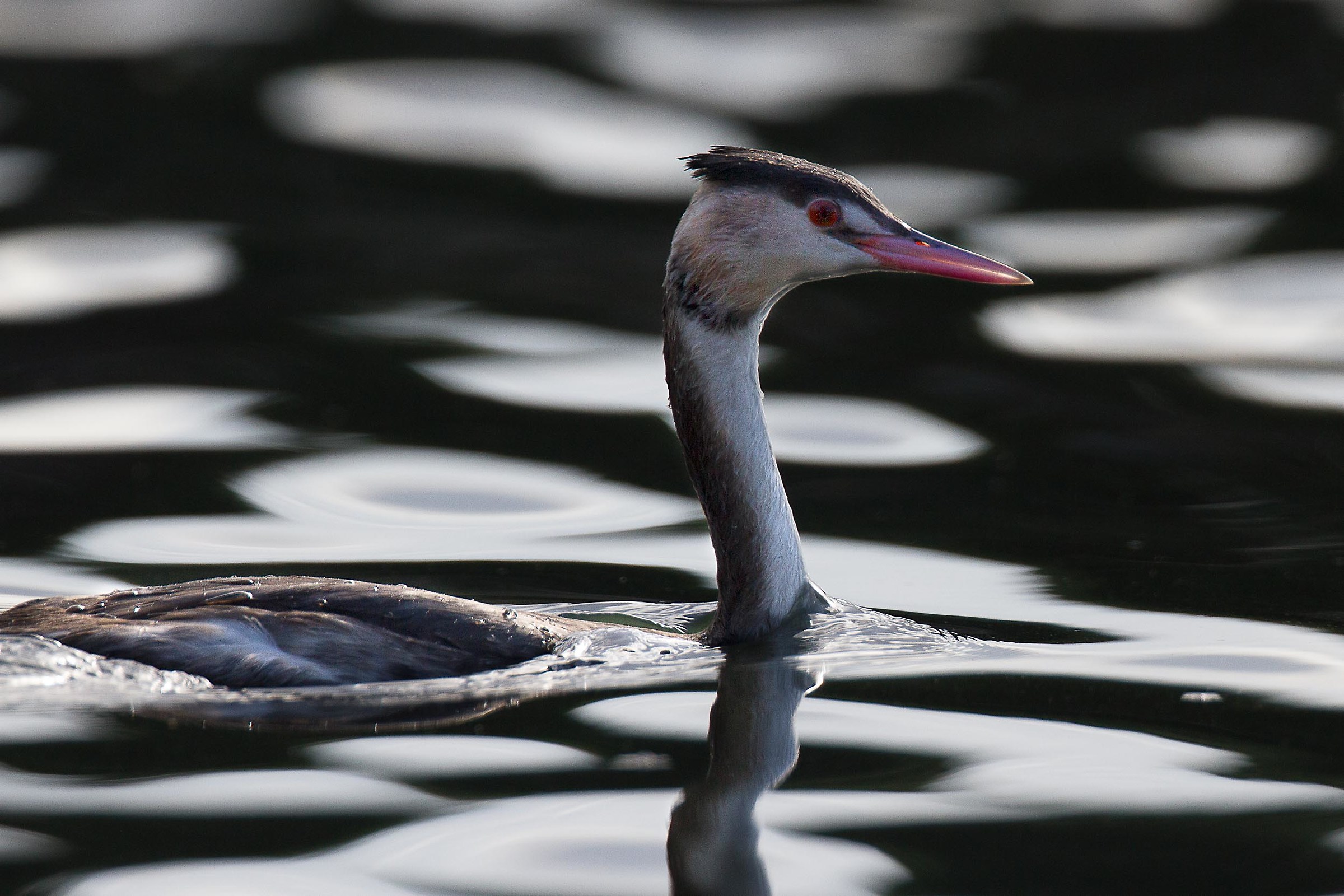 Ritratto ad uno Svasso Maggiore