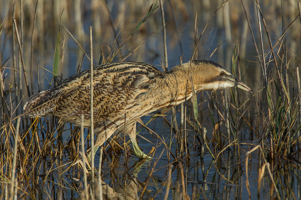 Bittern