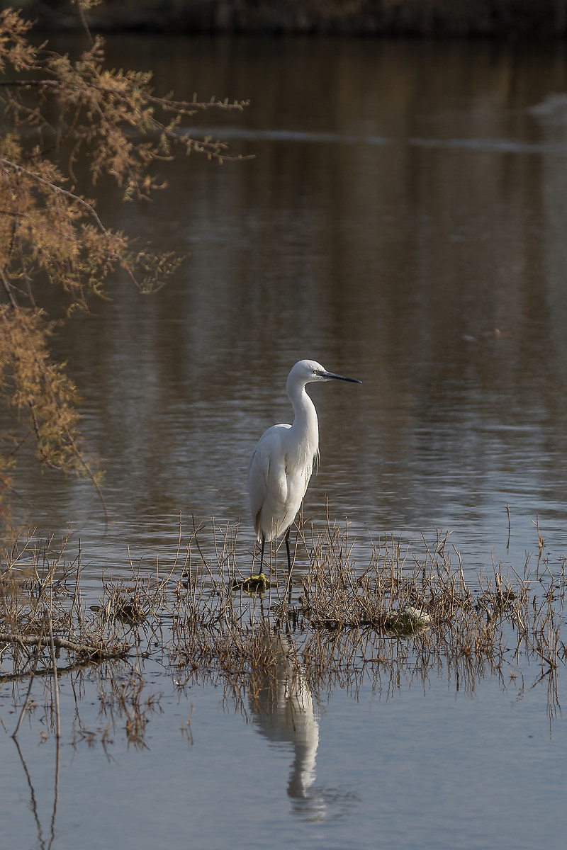 Egret