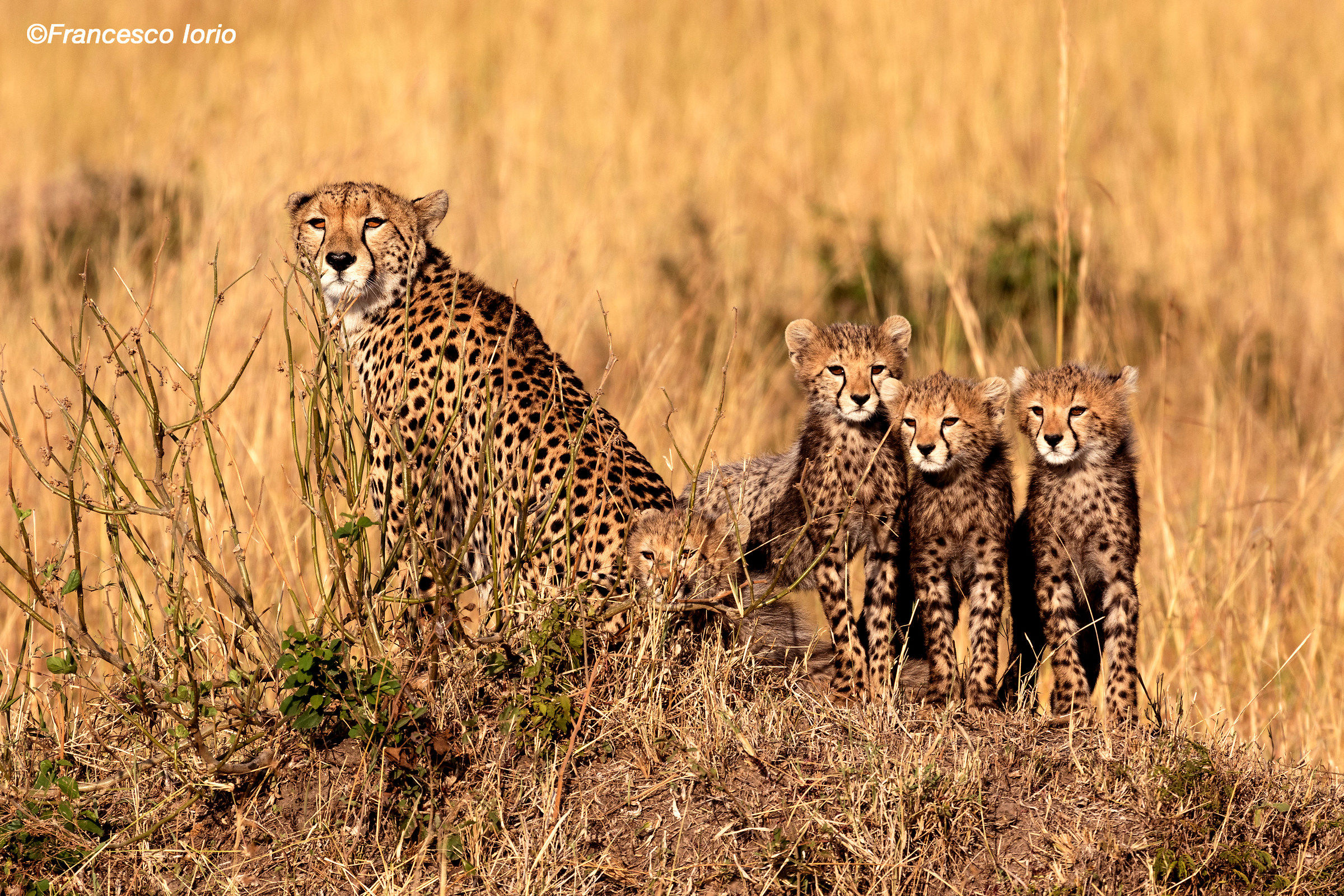 Famiglia al completo
