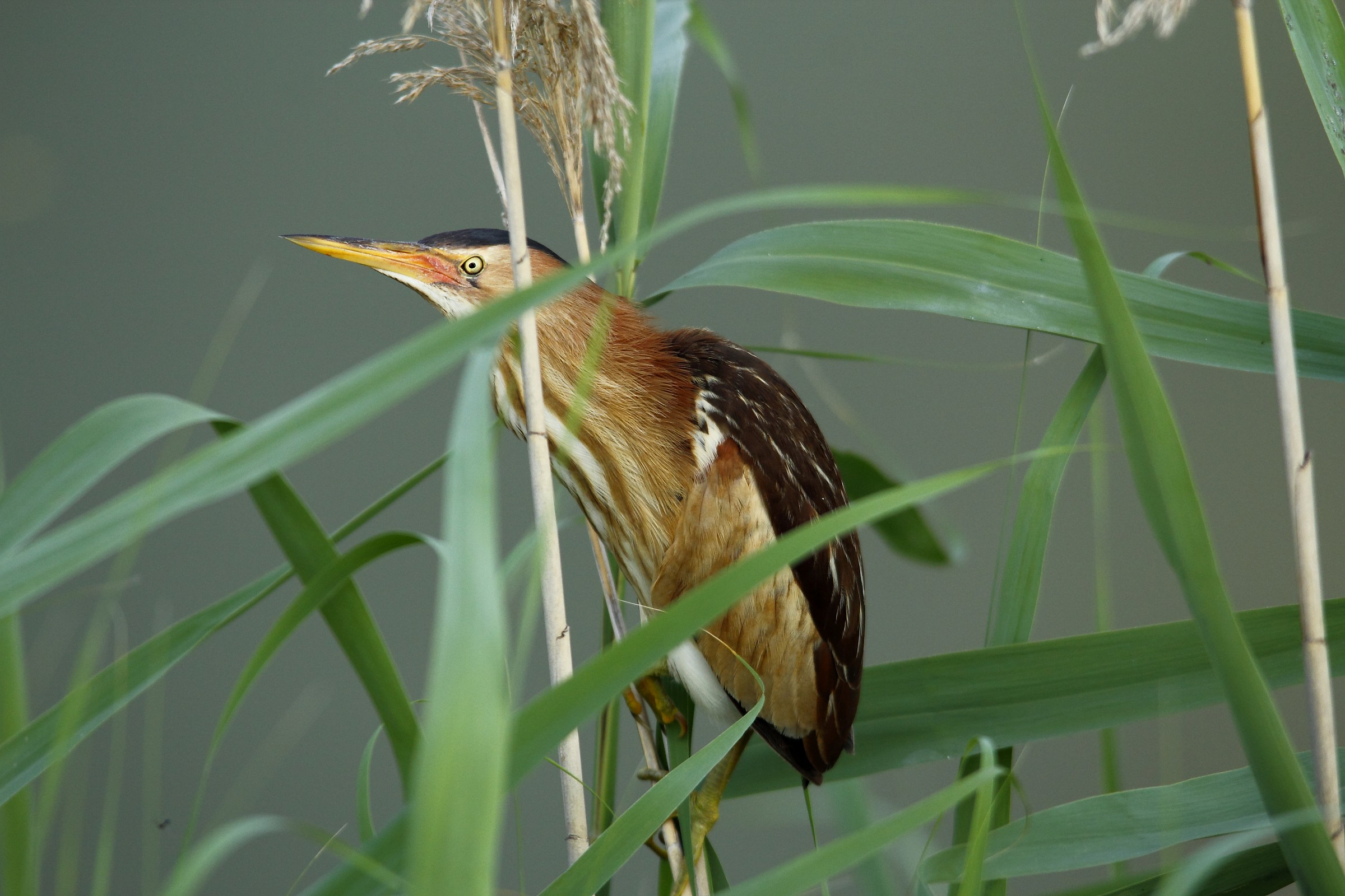 bittern