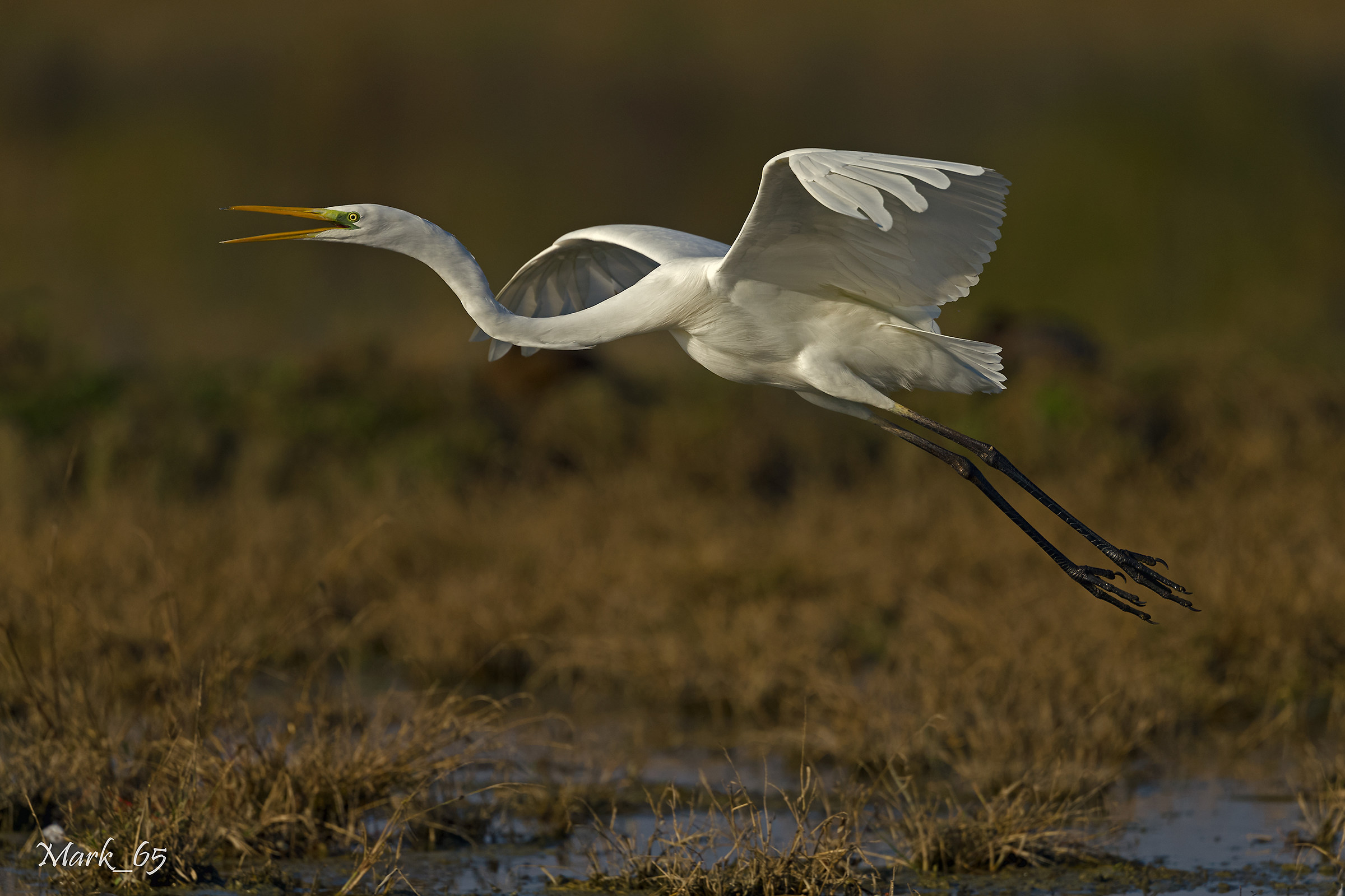 Great Egret