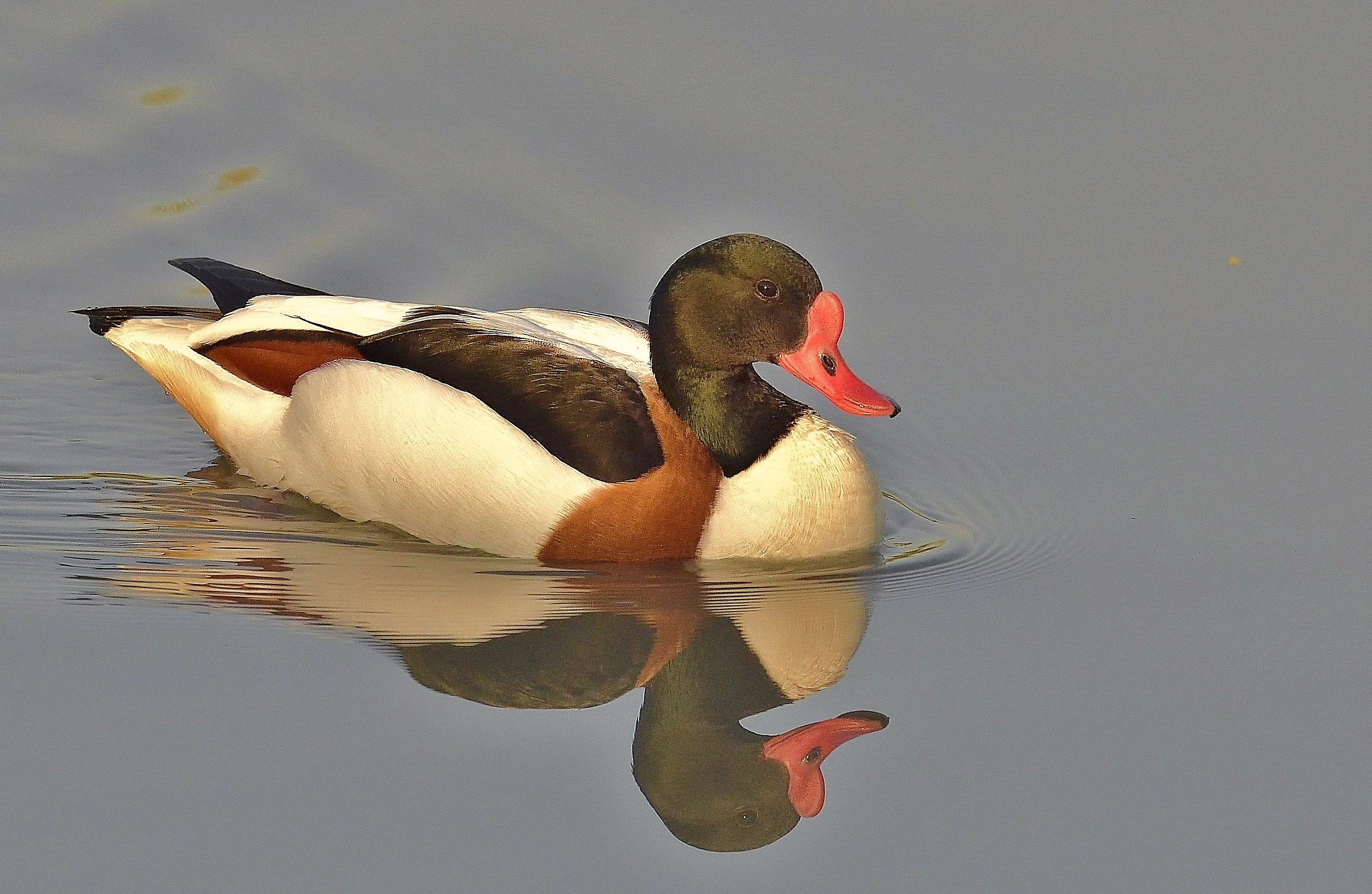 The shelduck