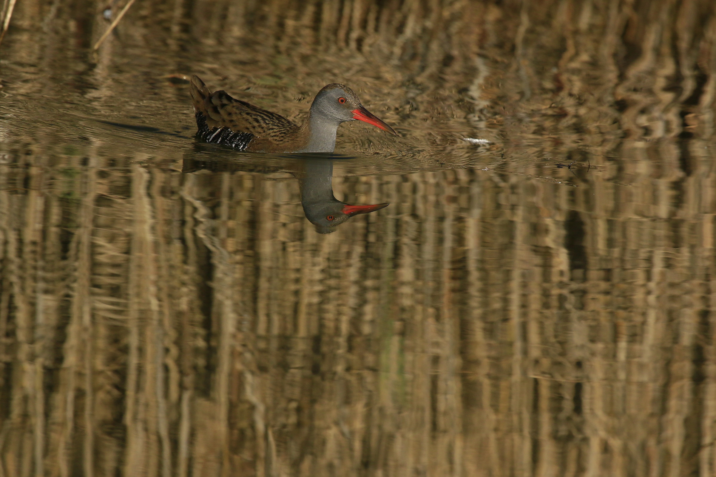 Porciglione 2015: fording the river