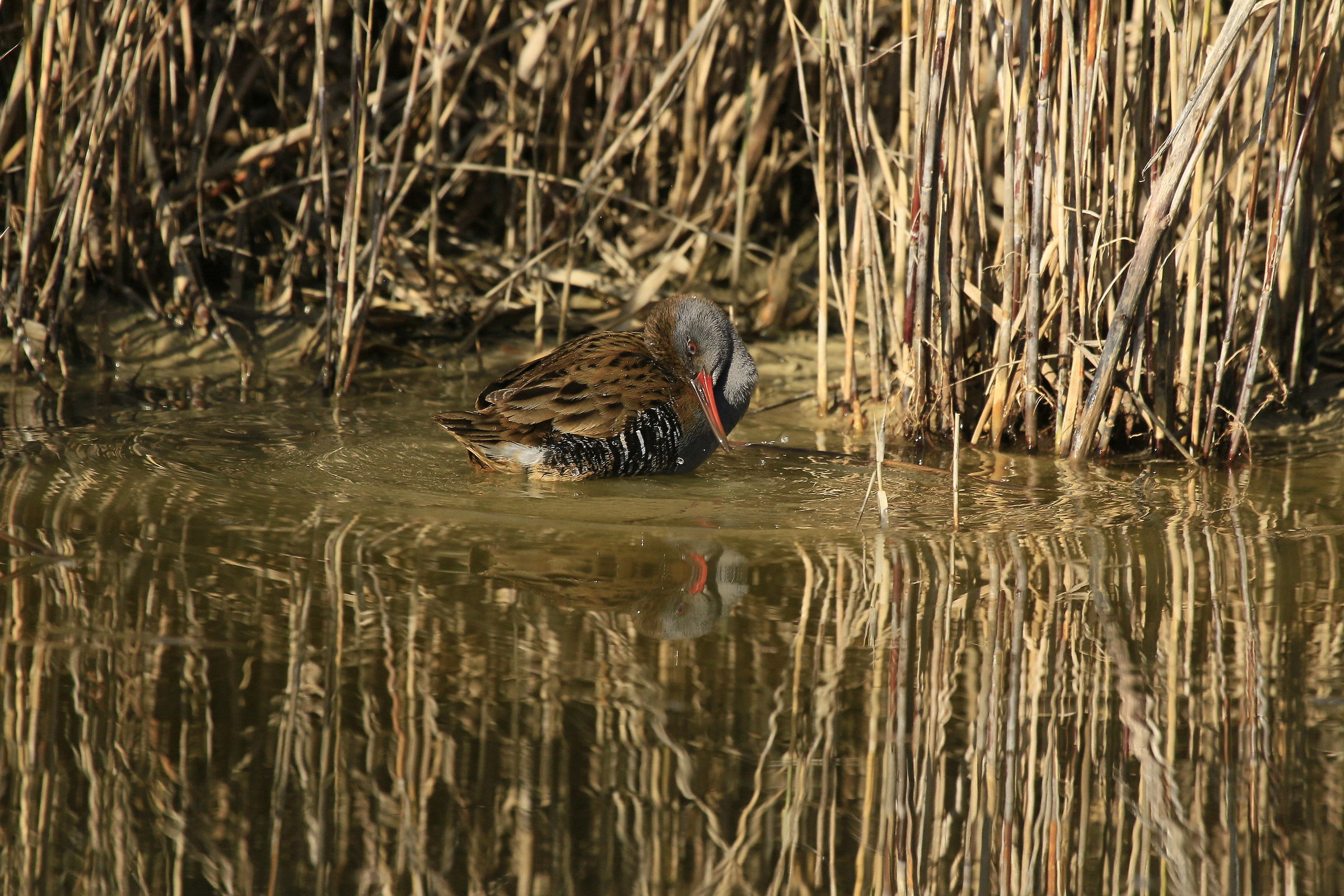 Porciglione 2015: Start the bathroom