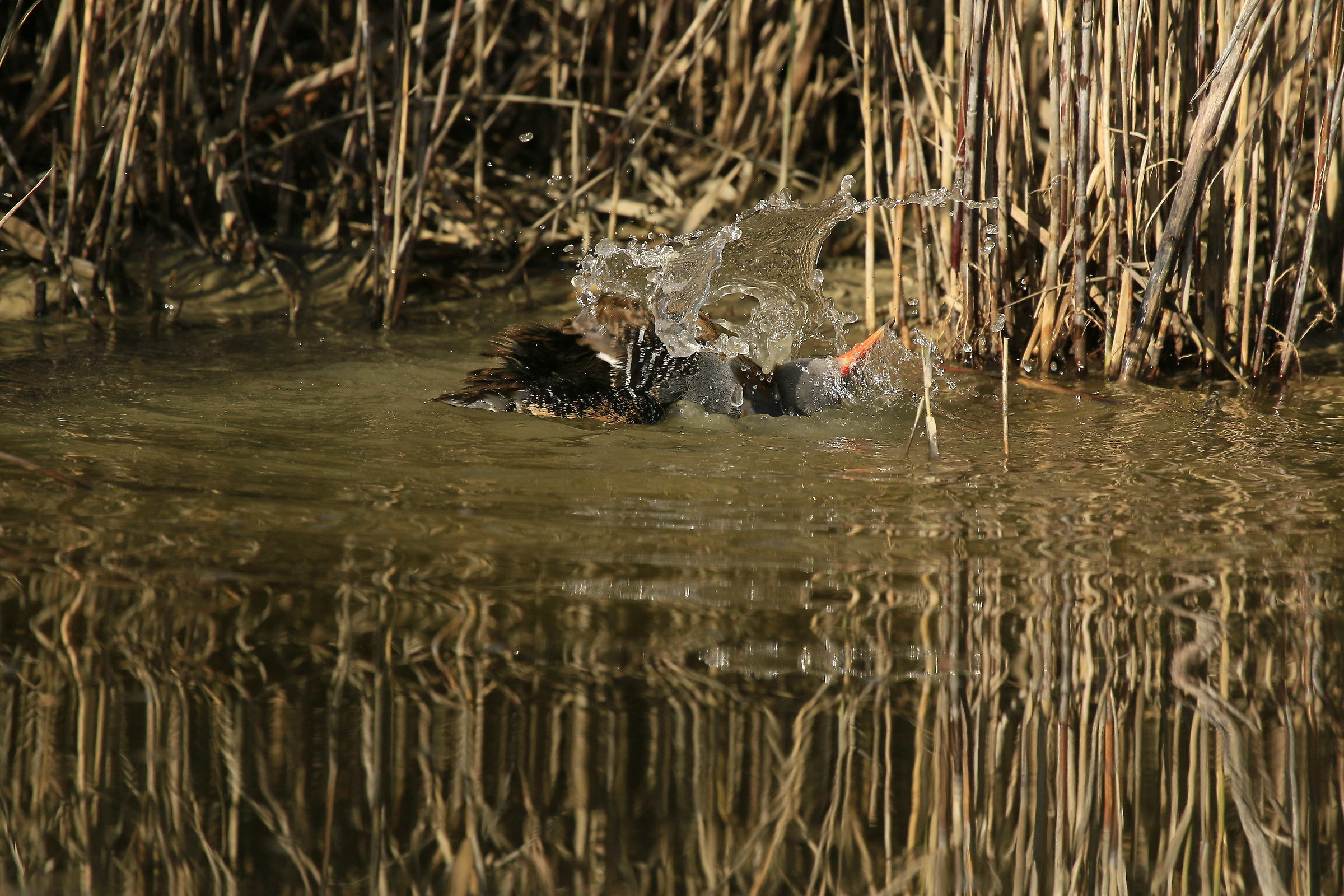 Porciglione 2015: incredible