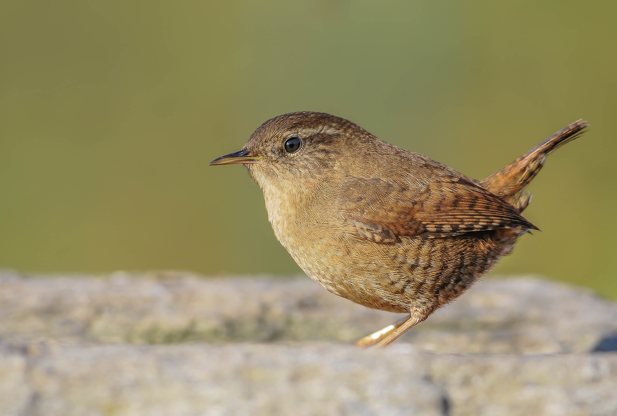 Wren