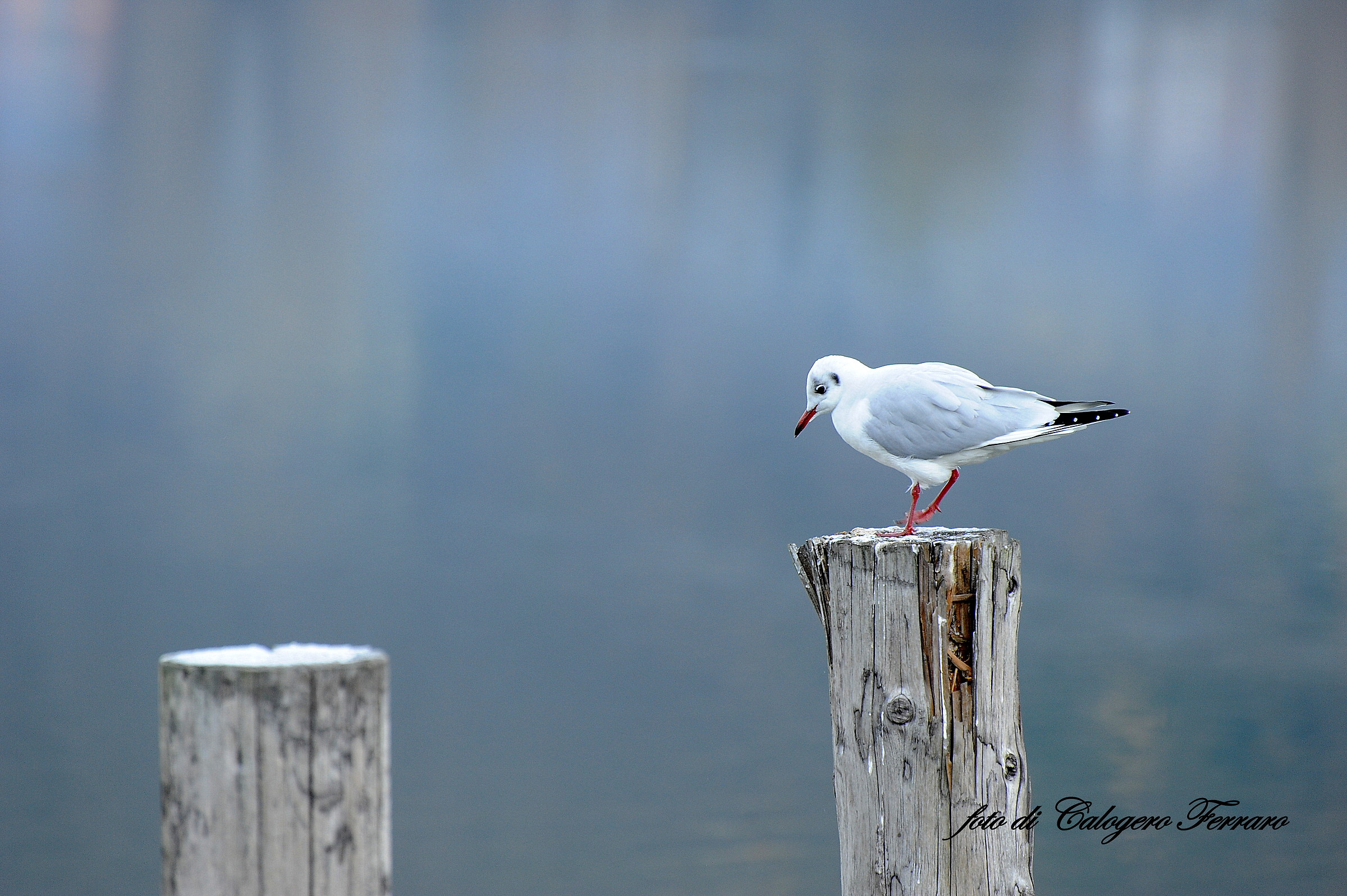 Volatile Spinone Lake