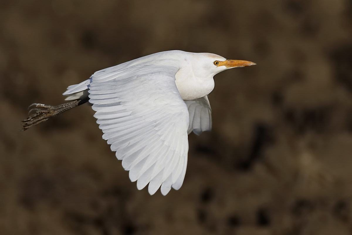 The flyby of Egret