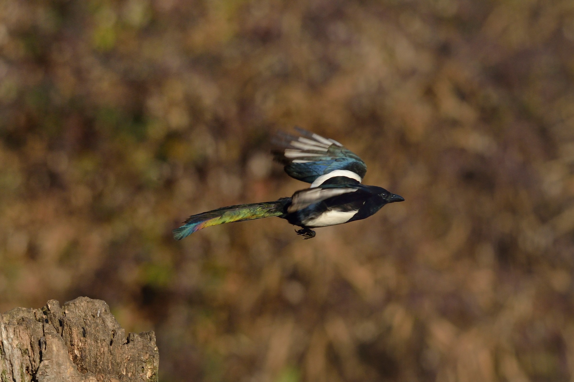 Gazza multicolor .. ,,.