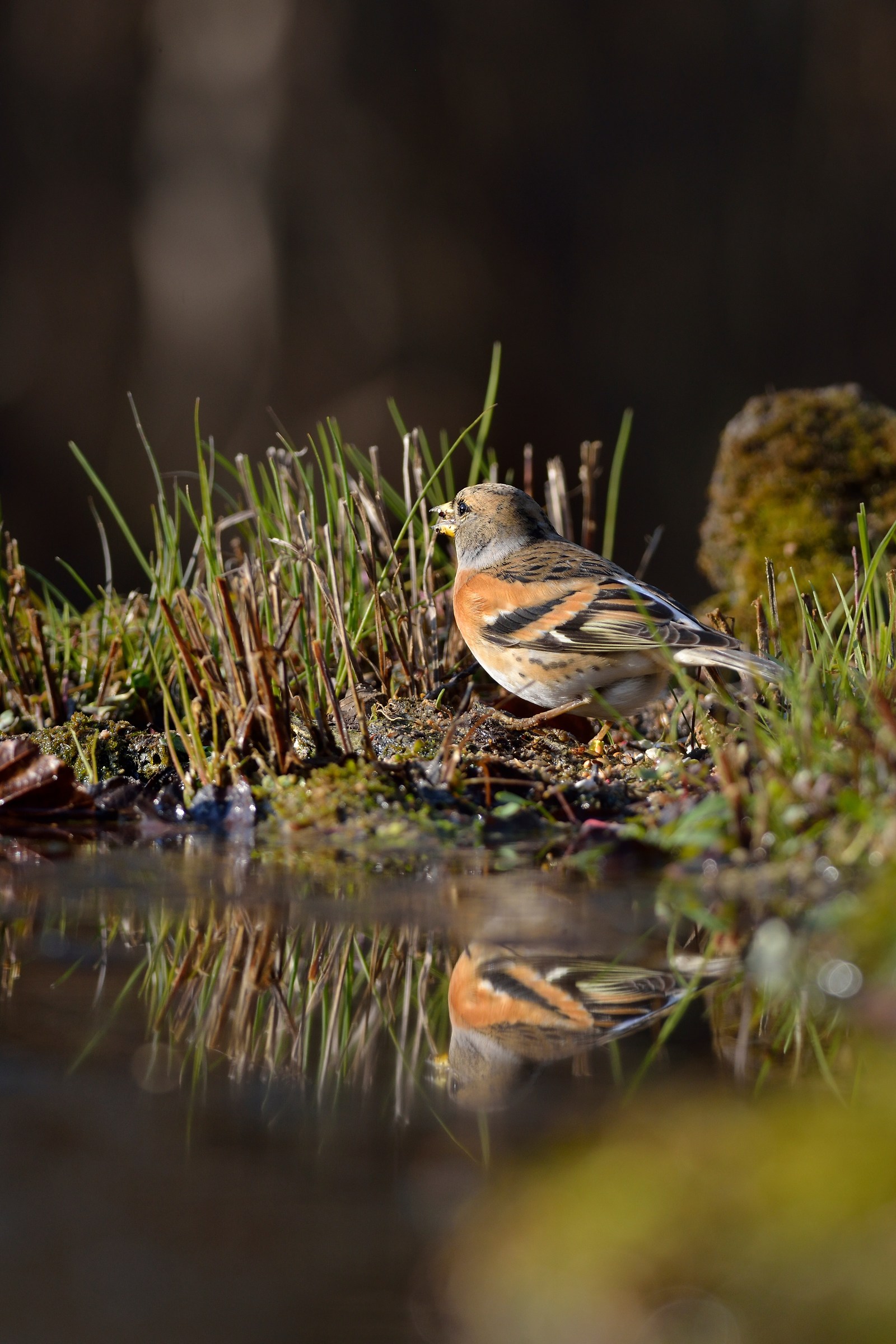 Brambling in the mirror ....