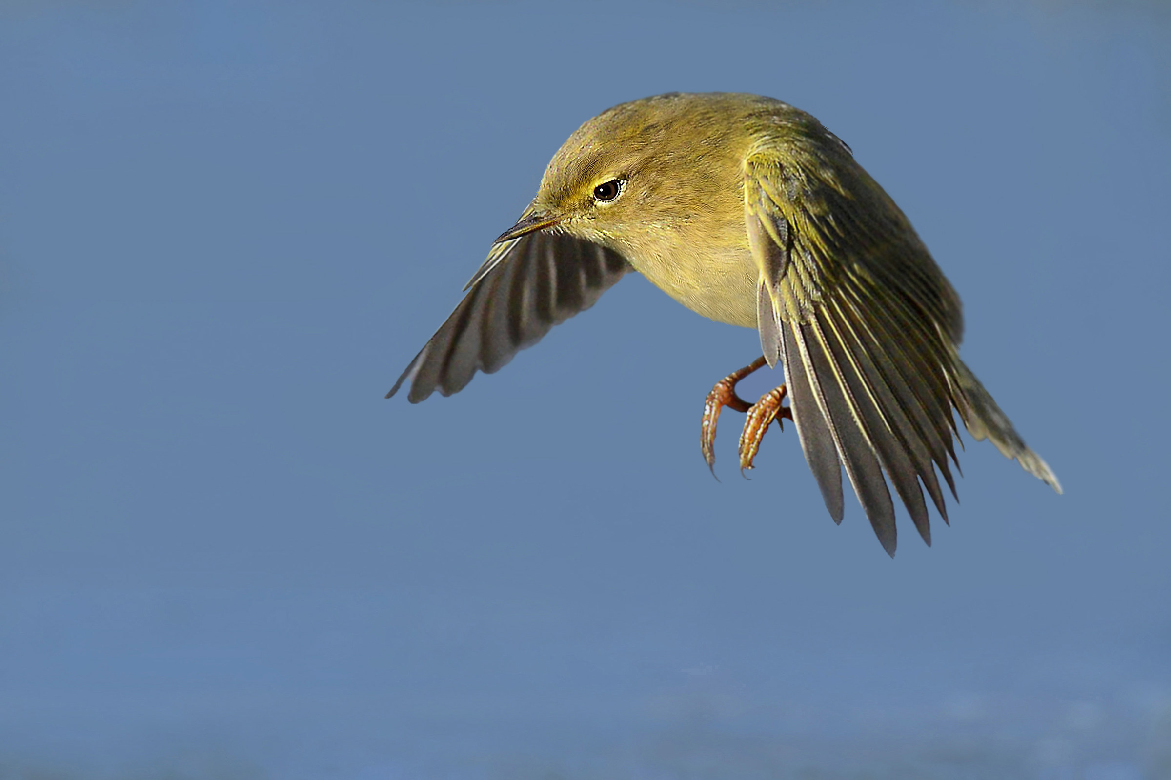 Luì mentre si libra sull'acqua