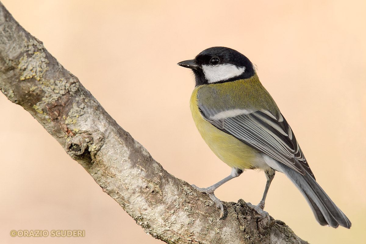 Parus major