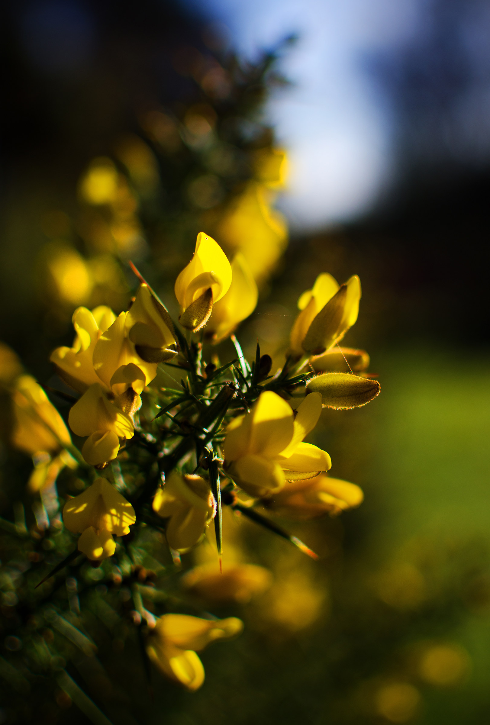 Gorse Flower, New Forest, December