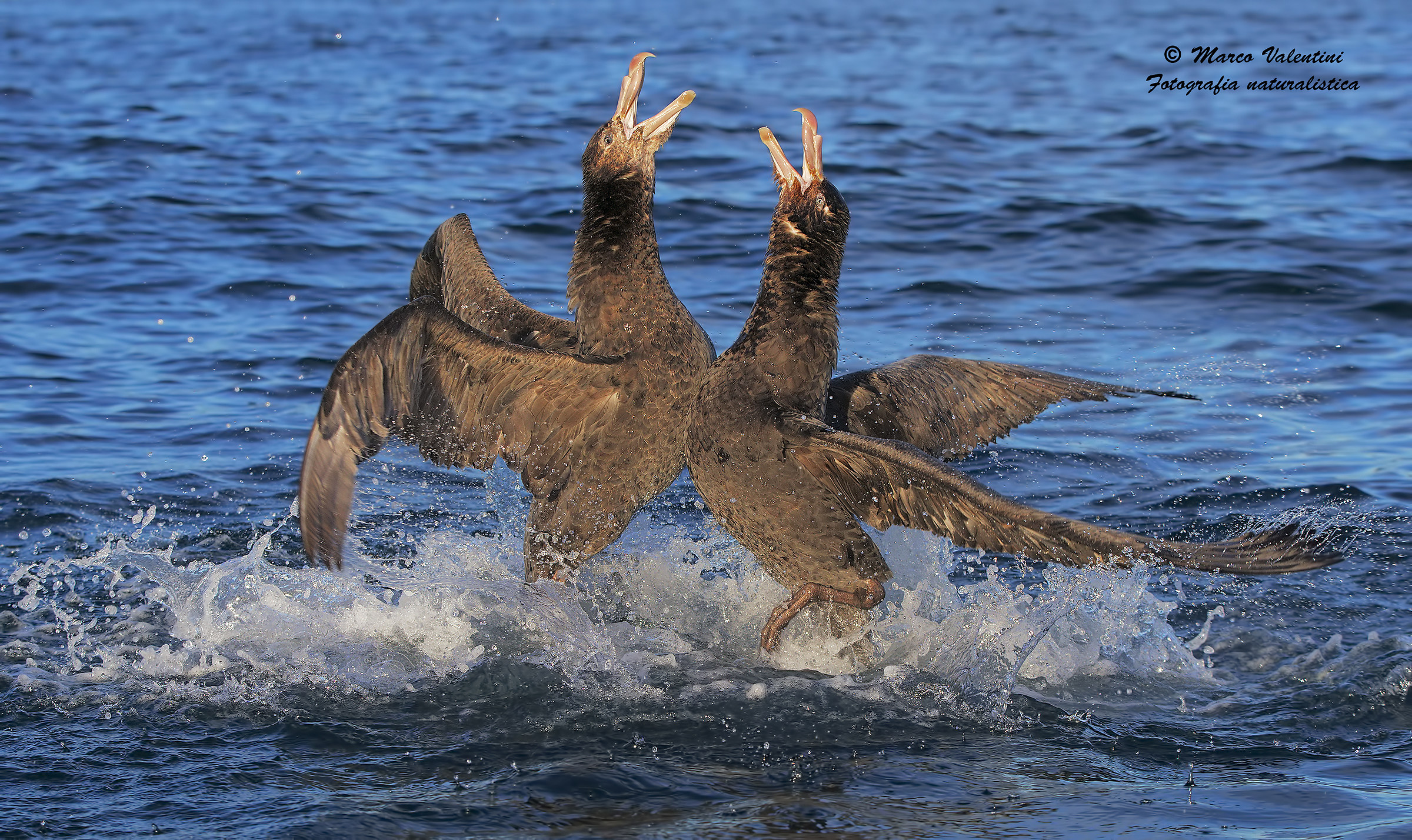 Giant petrels