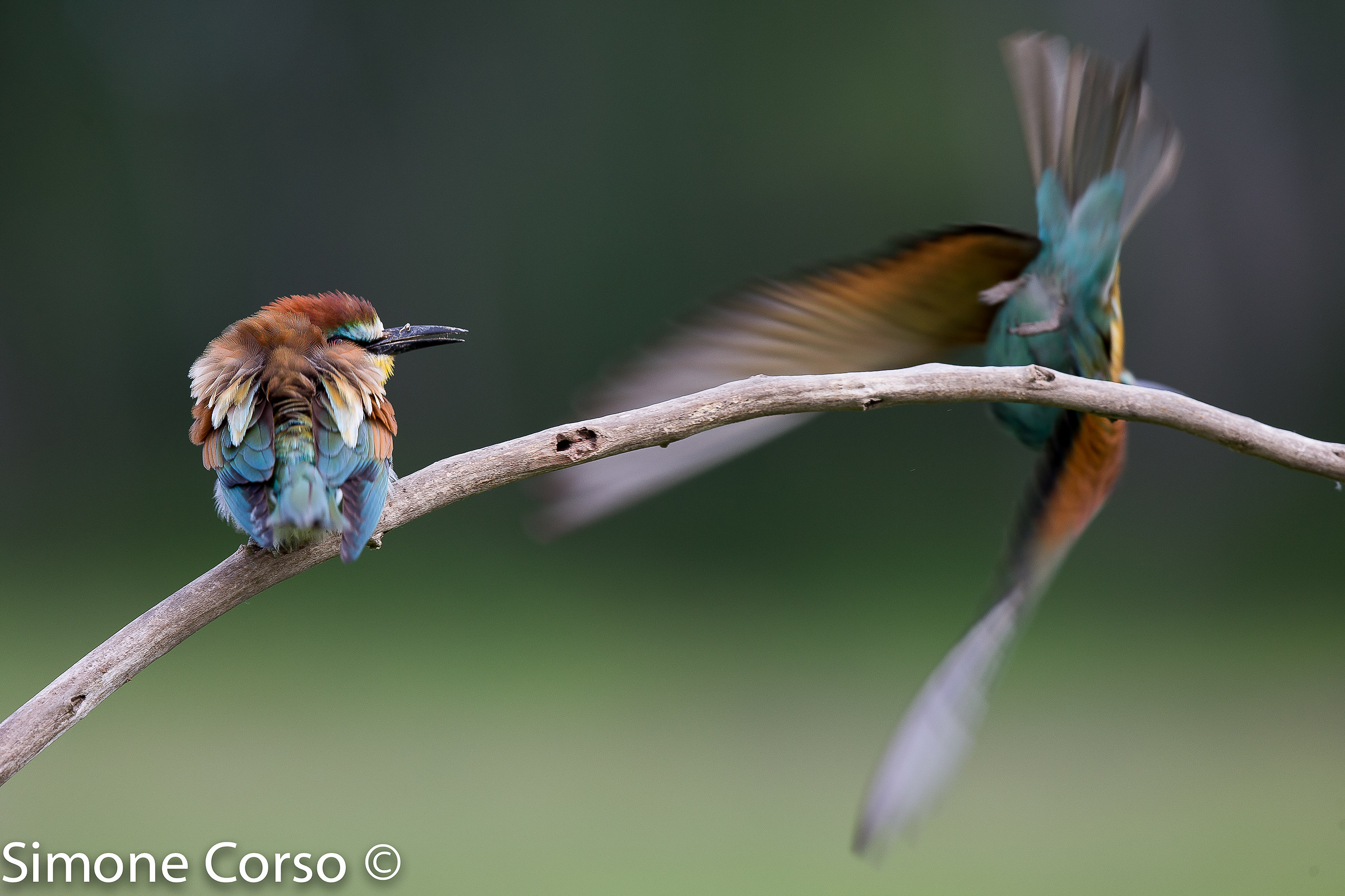 Get me the food quickly ....