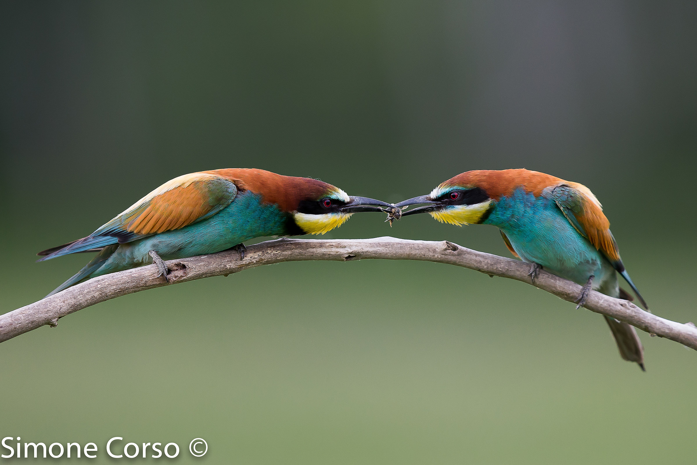 Eater and his partner