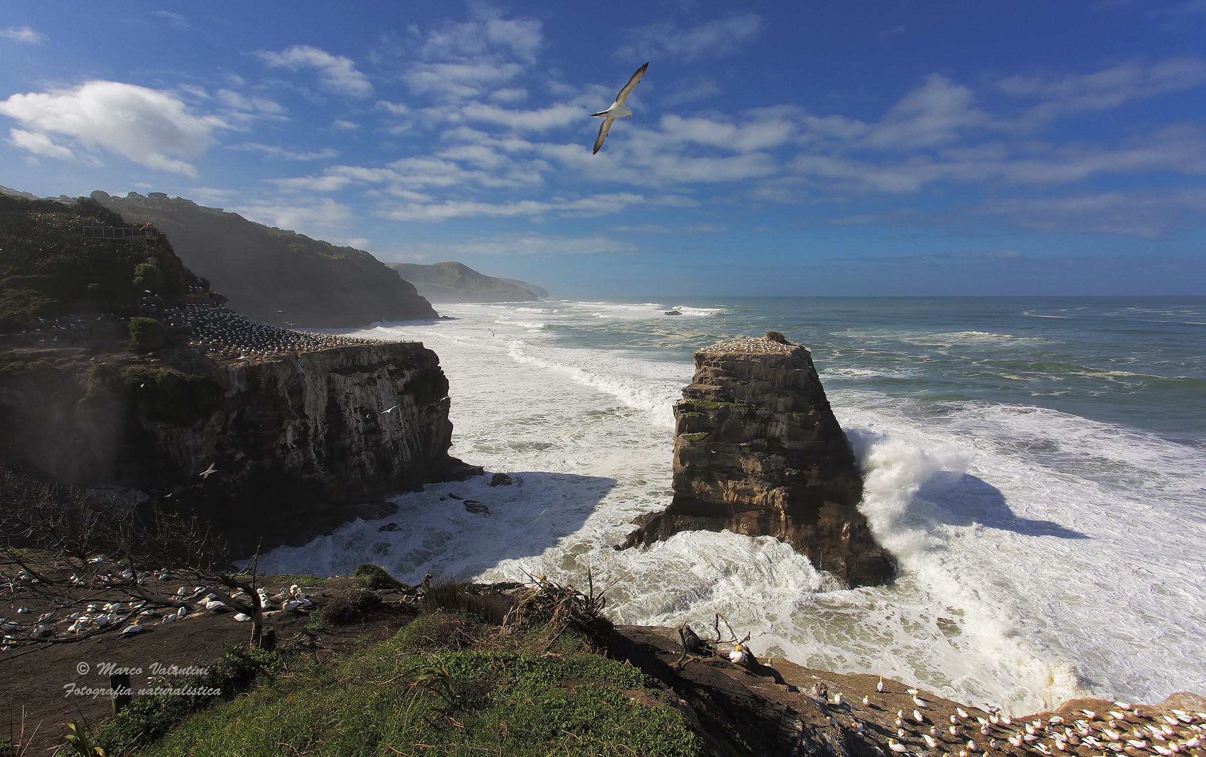 Muriwai head