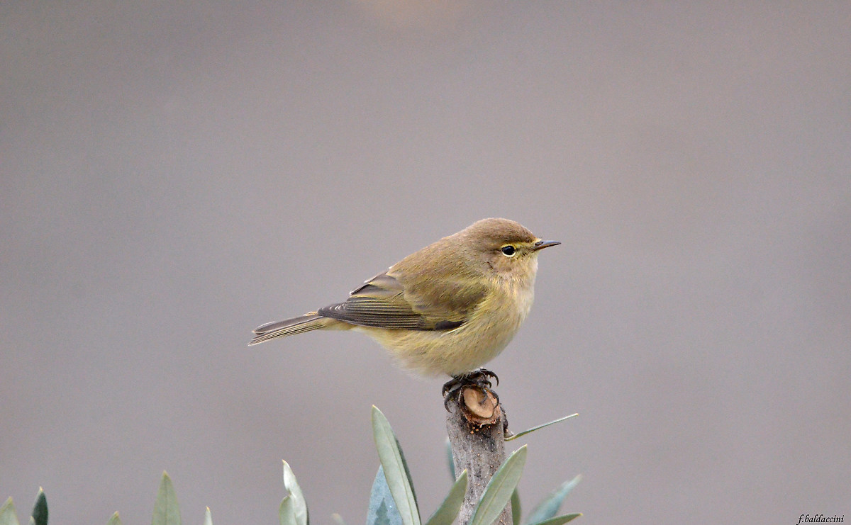 Chiffchaff