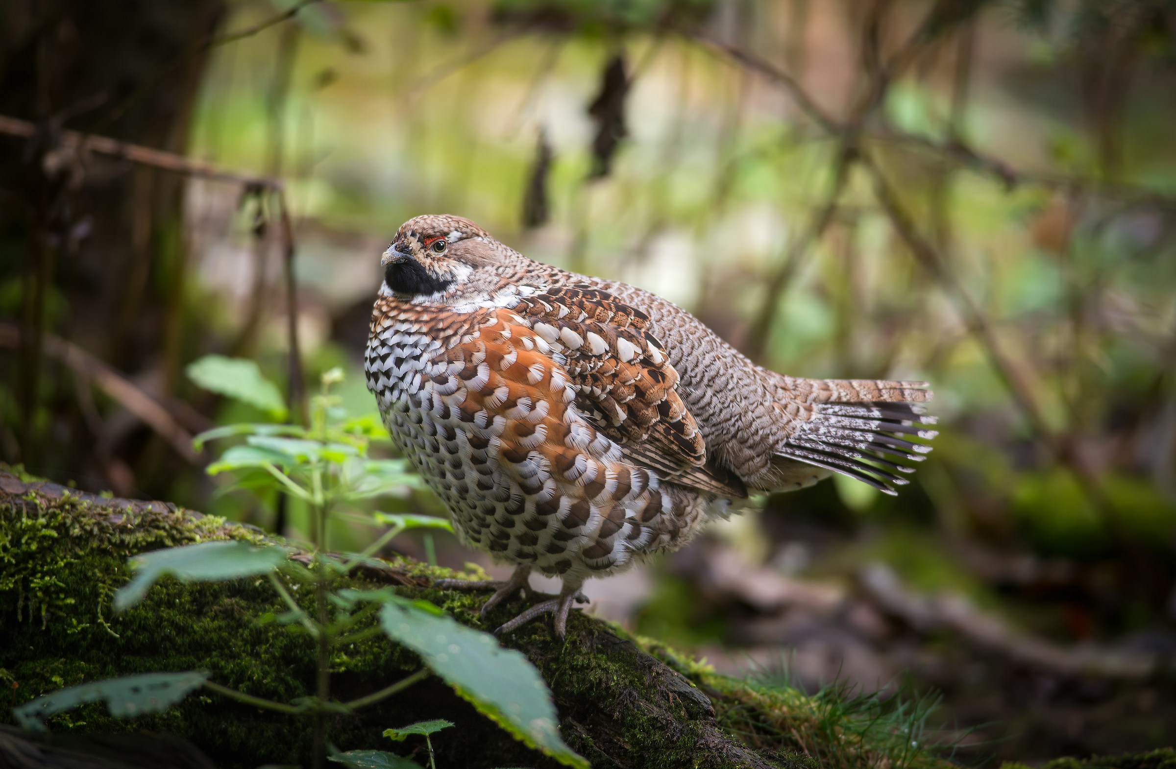Francolino di Montagna