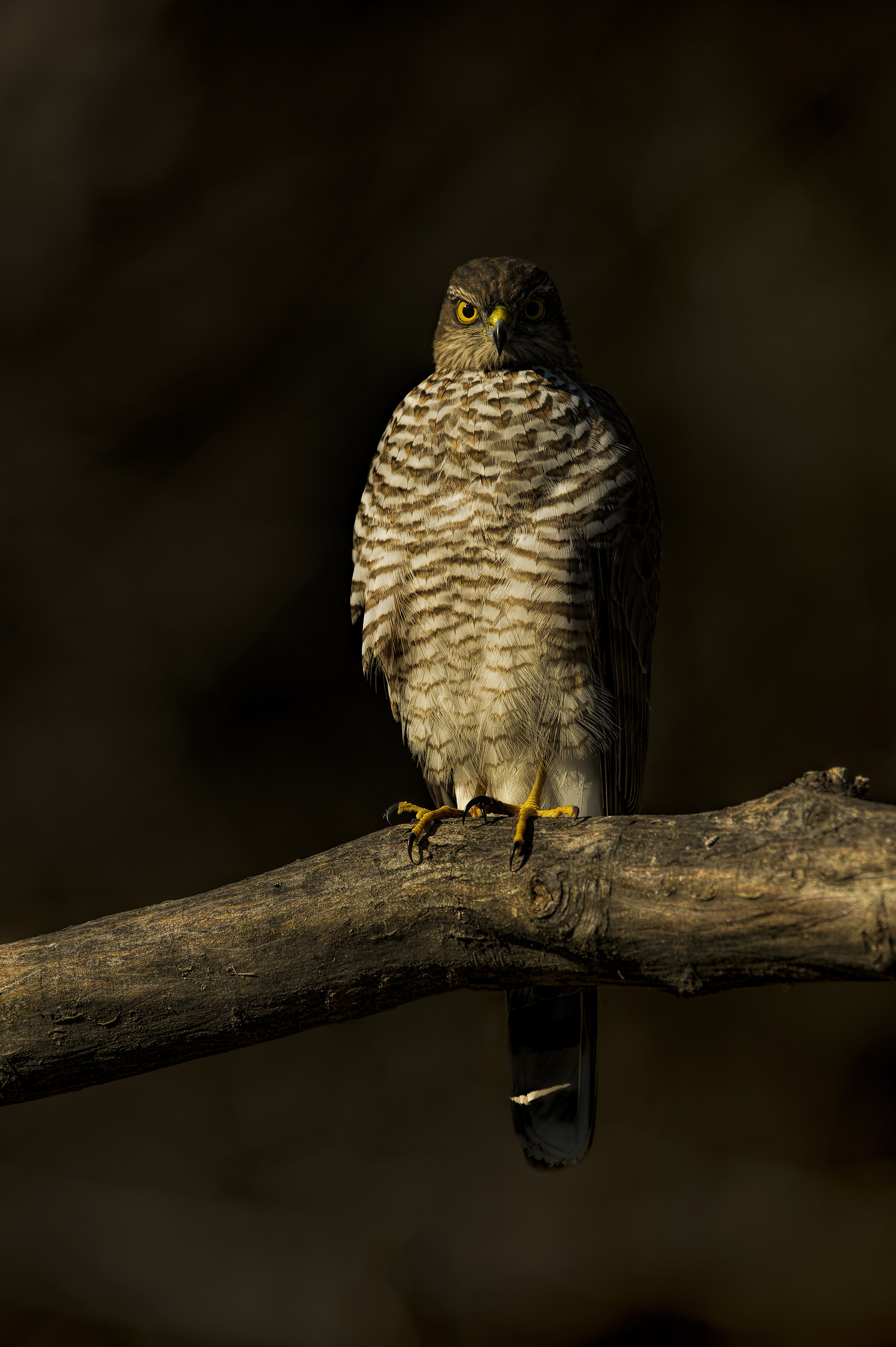 Phantom Darkness ...