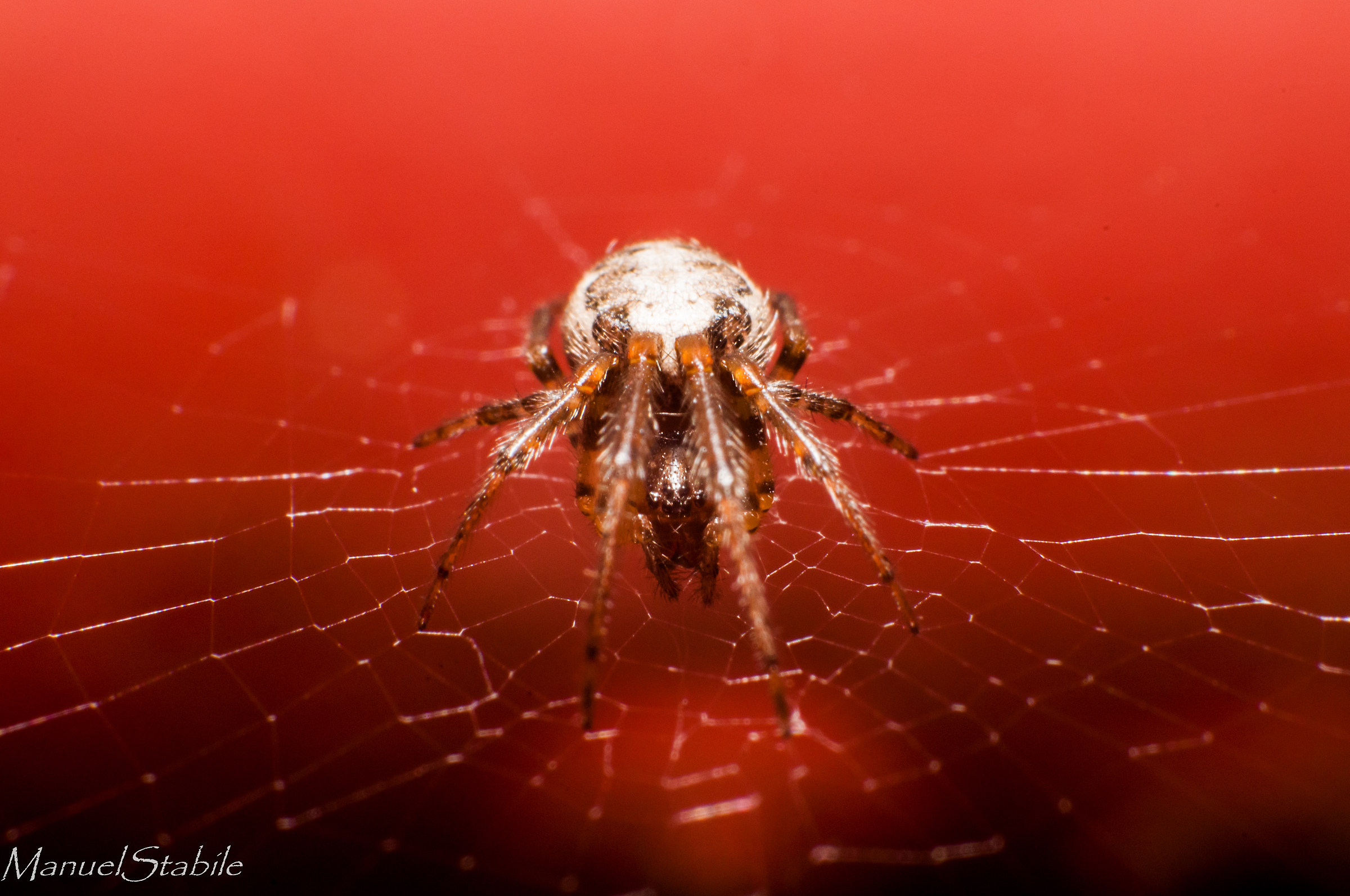 Un ragno comune