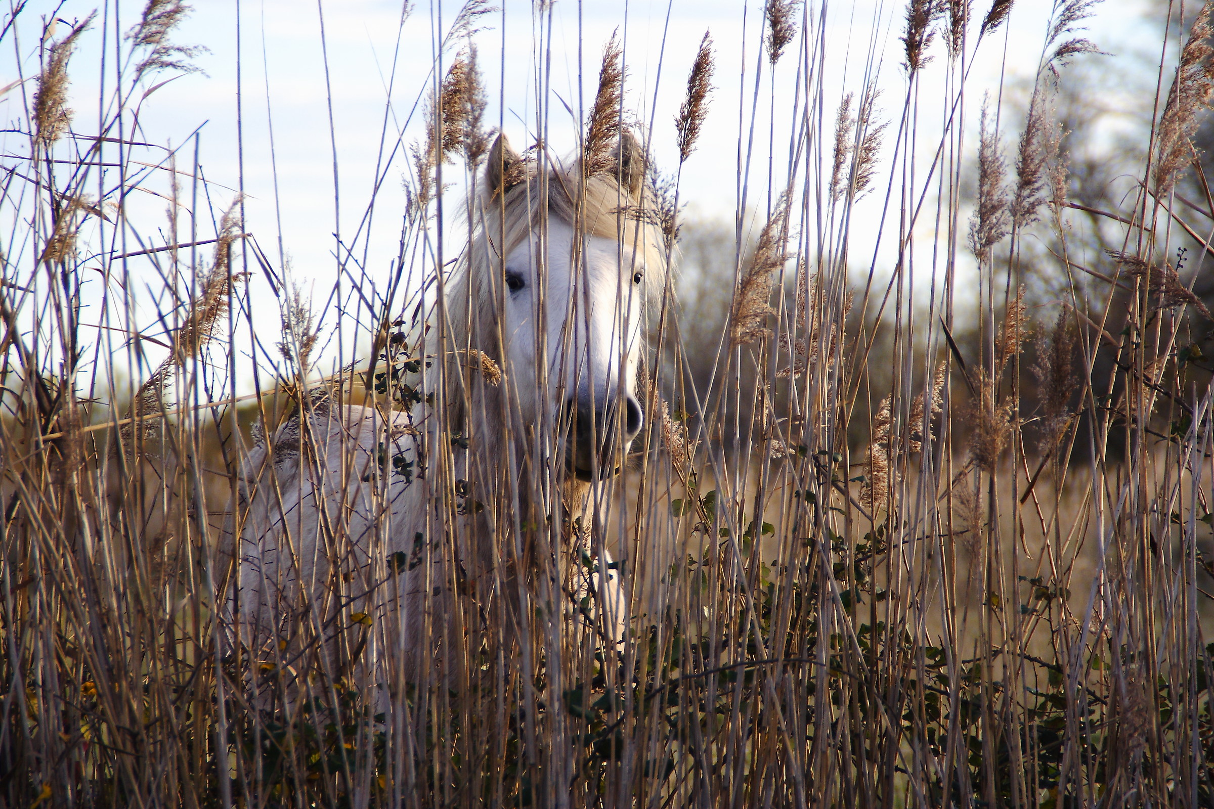 Camargue