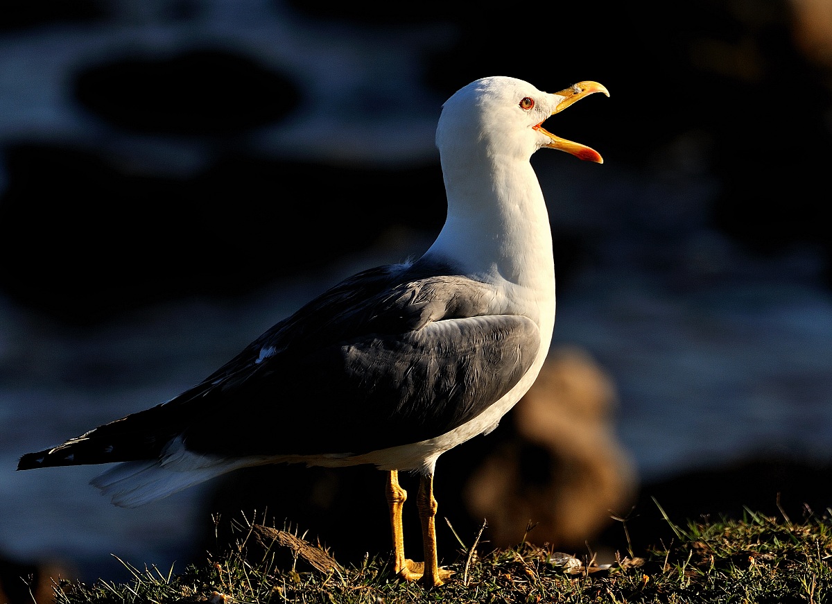 Yellow-legged gull Larus michahellis