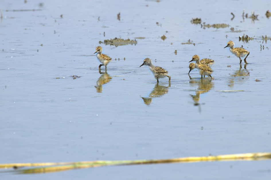 Cavalieria light .....