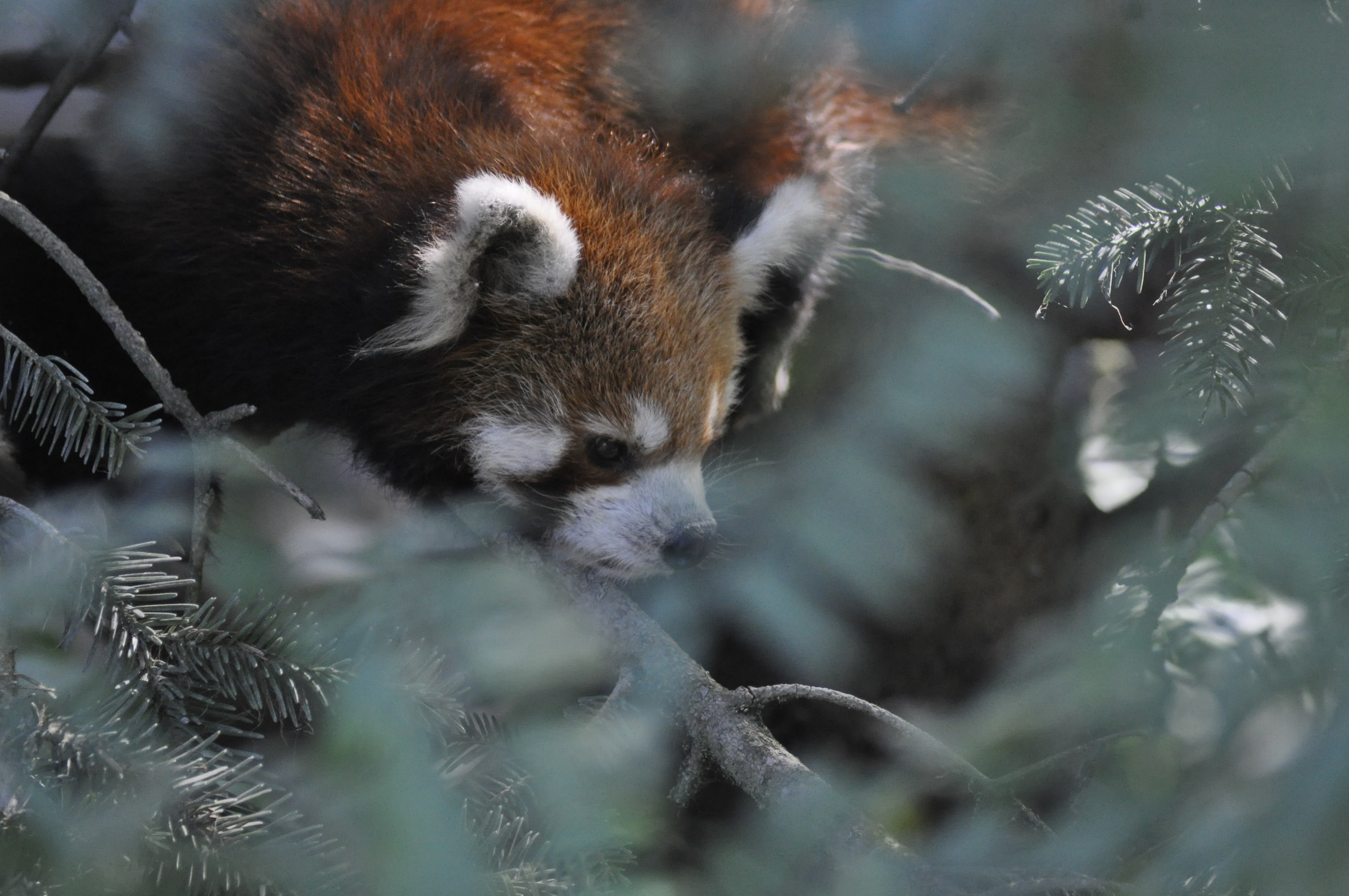 Red Panda