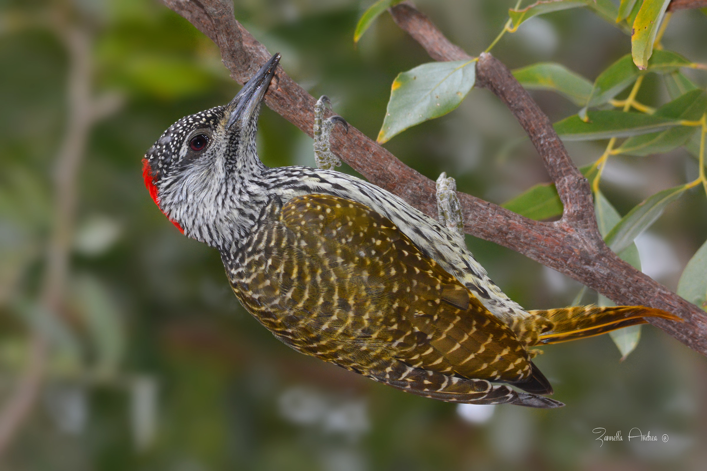 Picchio dalla coda dorata