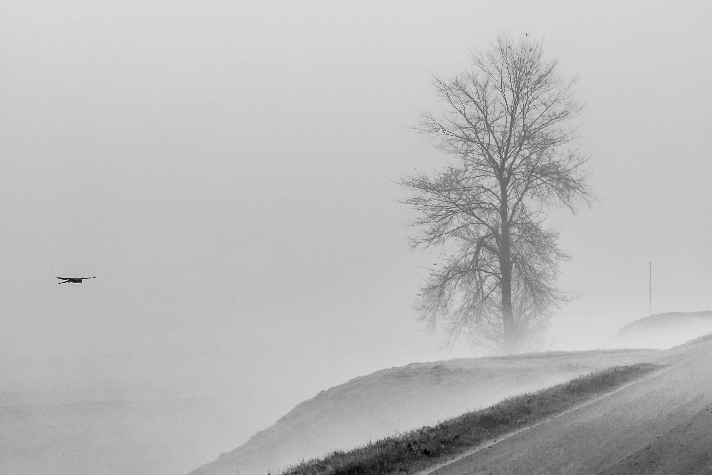 Aspettando il Gheppio