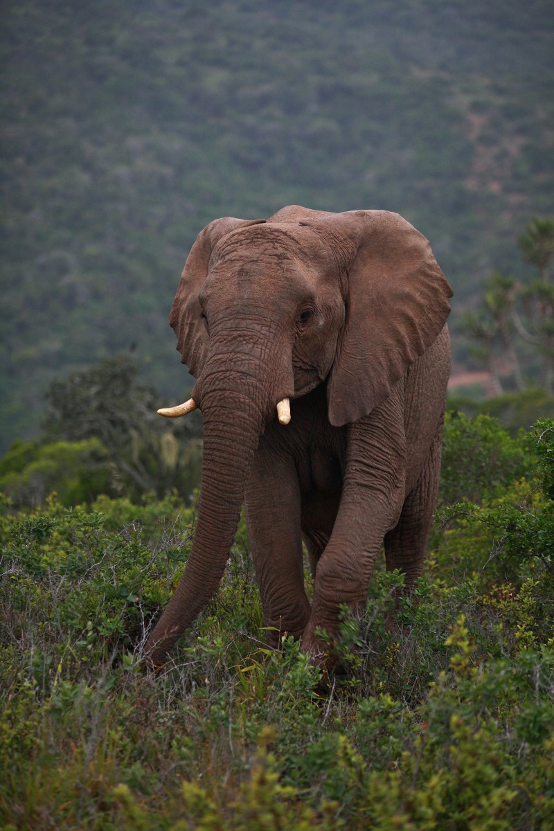 Walk through the mountains ...