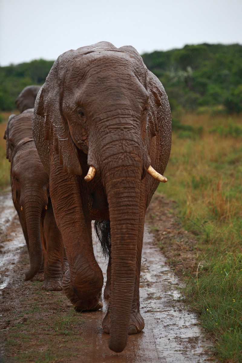 He who loves me follow me!