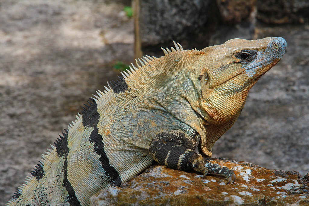 Iguana at Uxmal