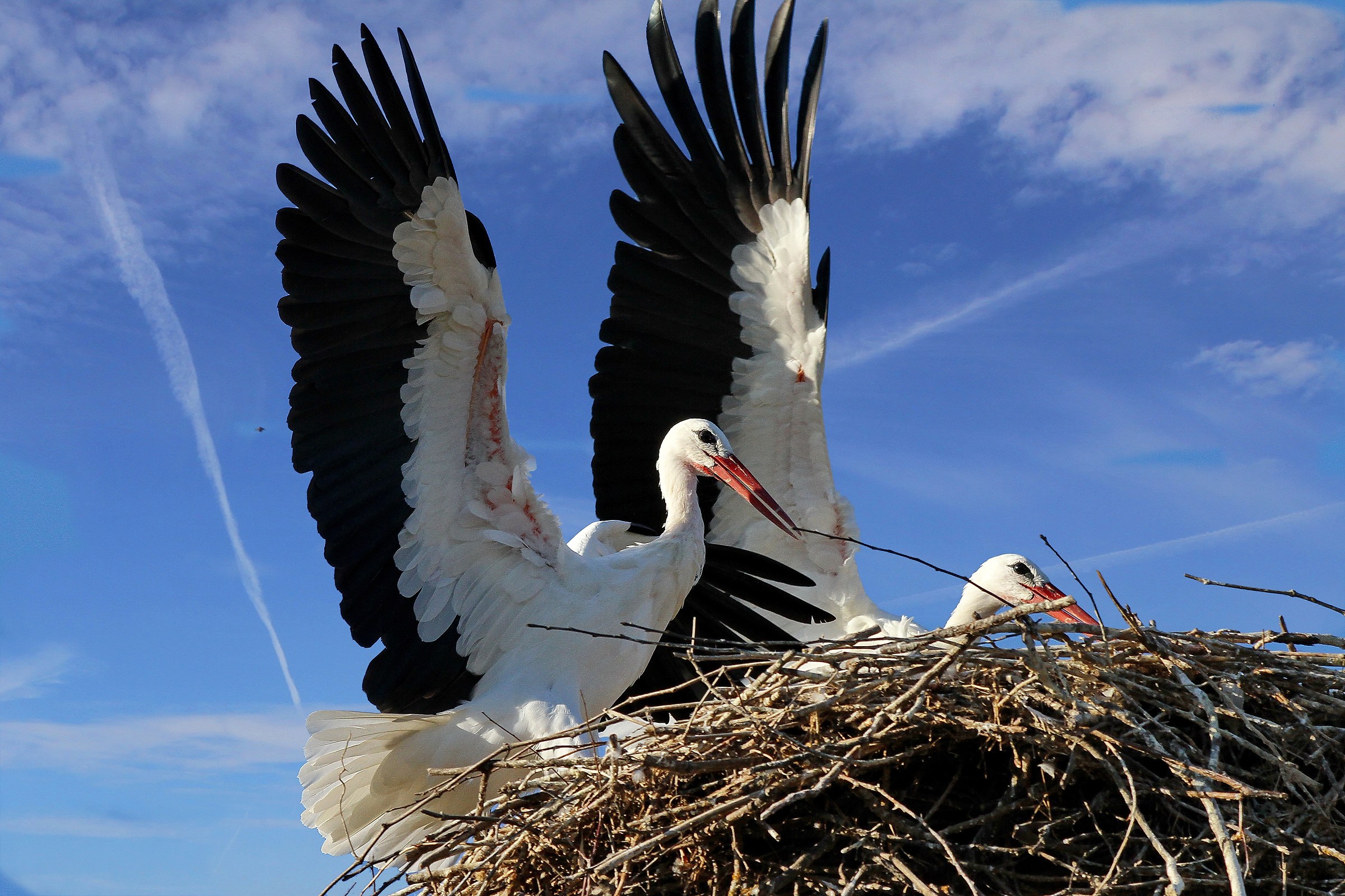 Pair of Storks