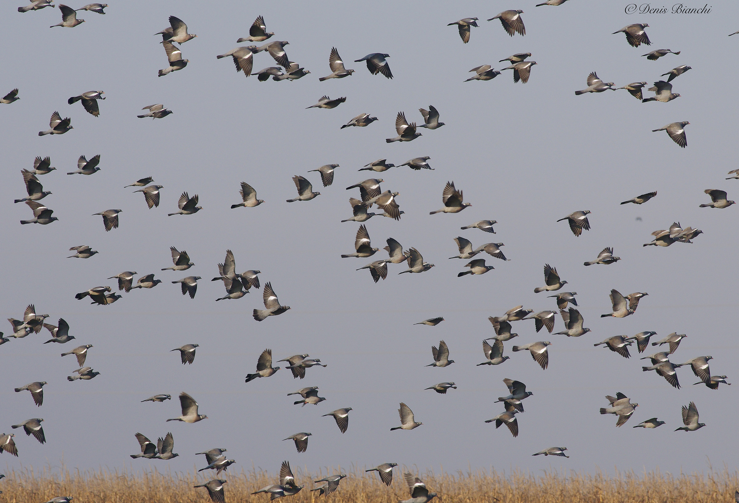 Pigeons in migration
