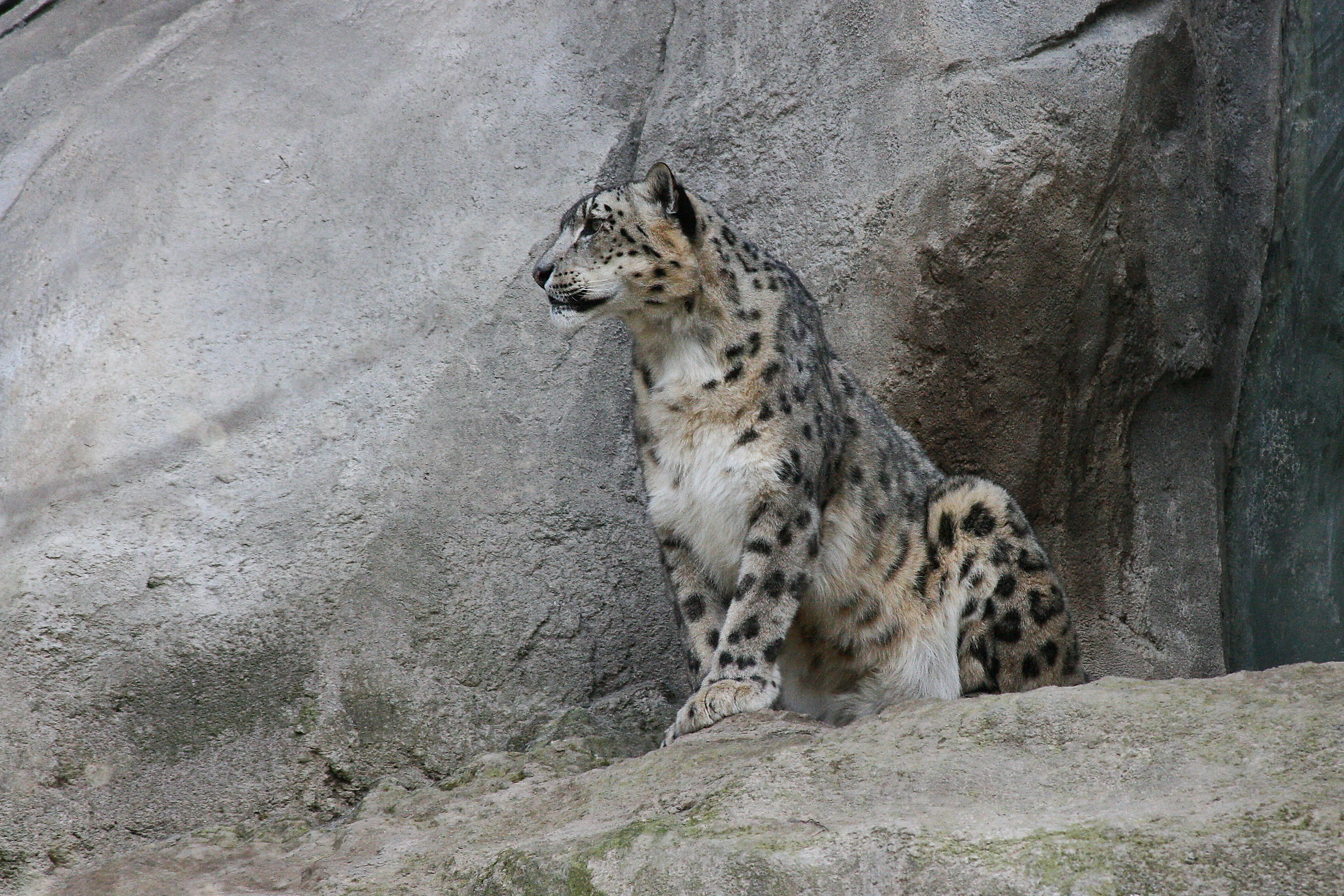 Snow Leopard