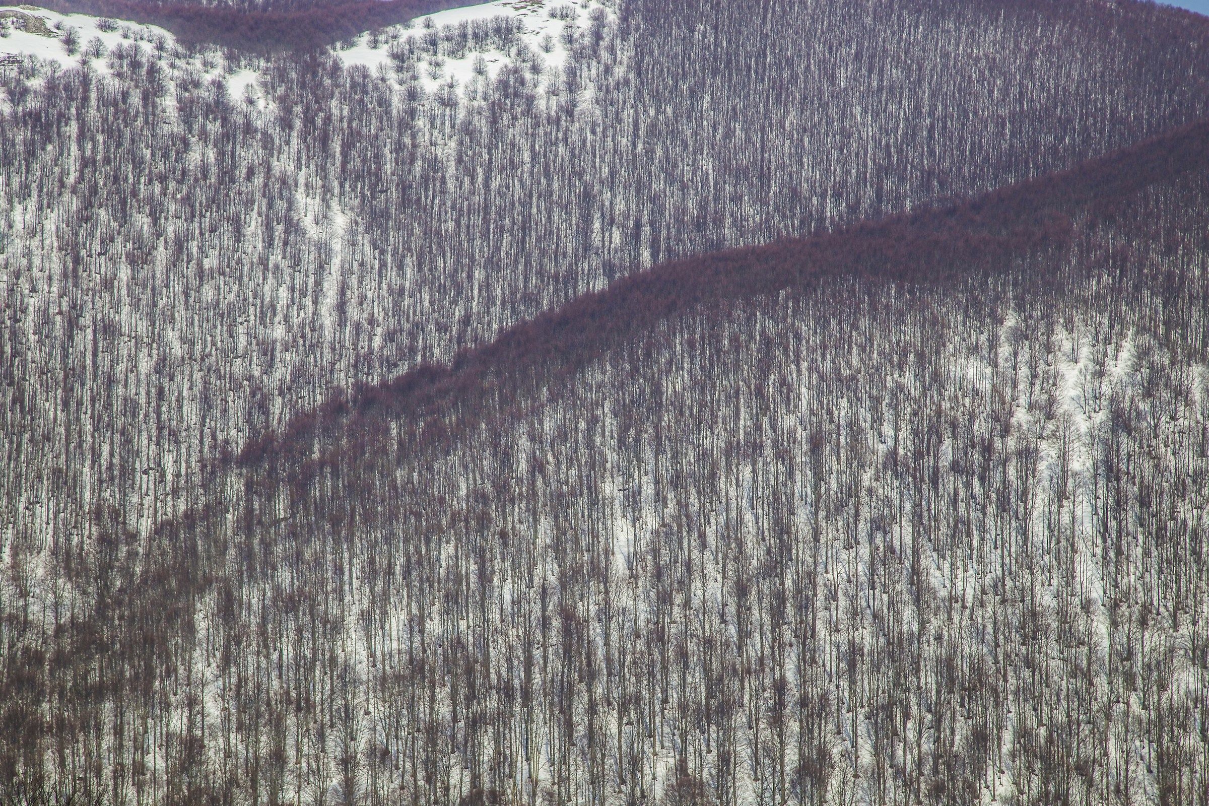 Faggeto Bocca della Selva