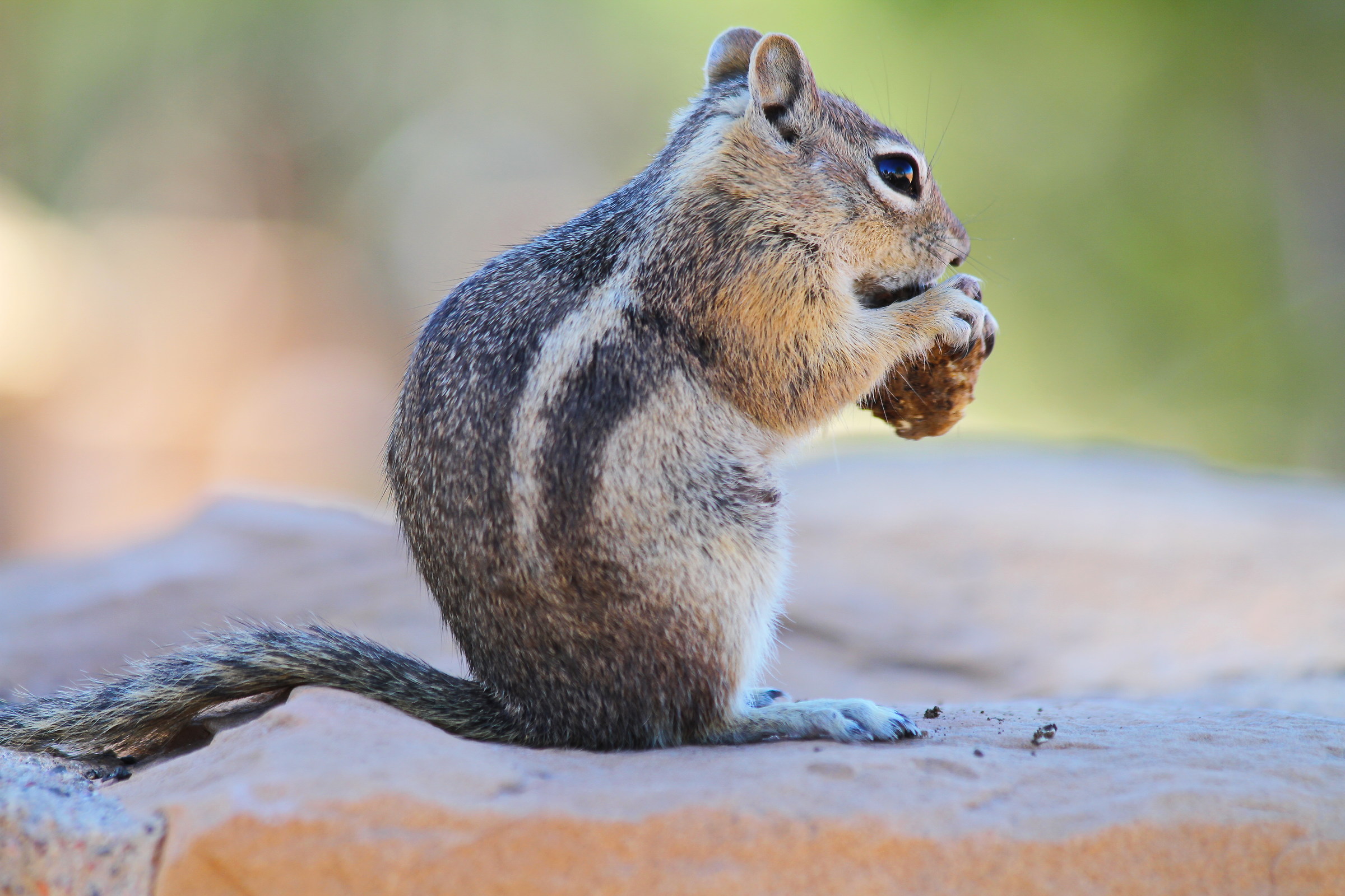 Ground Squirrel golden
