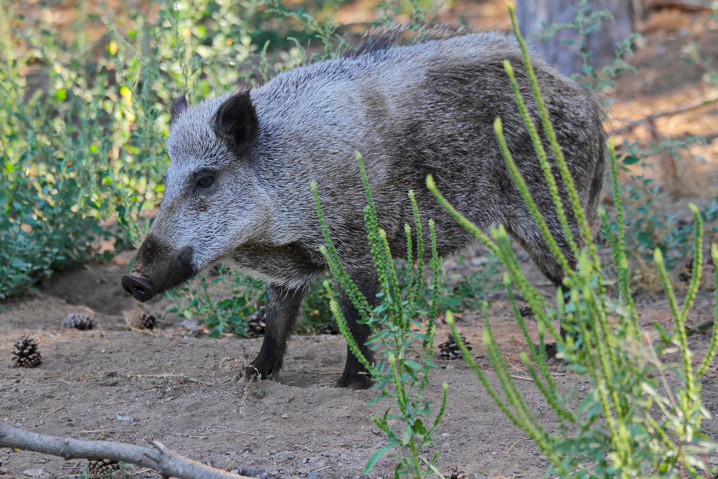 The Hour of the Boar