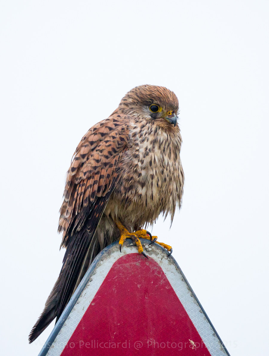 Che fatica andare a caccia!